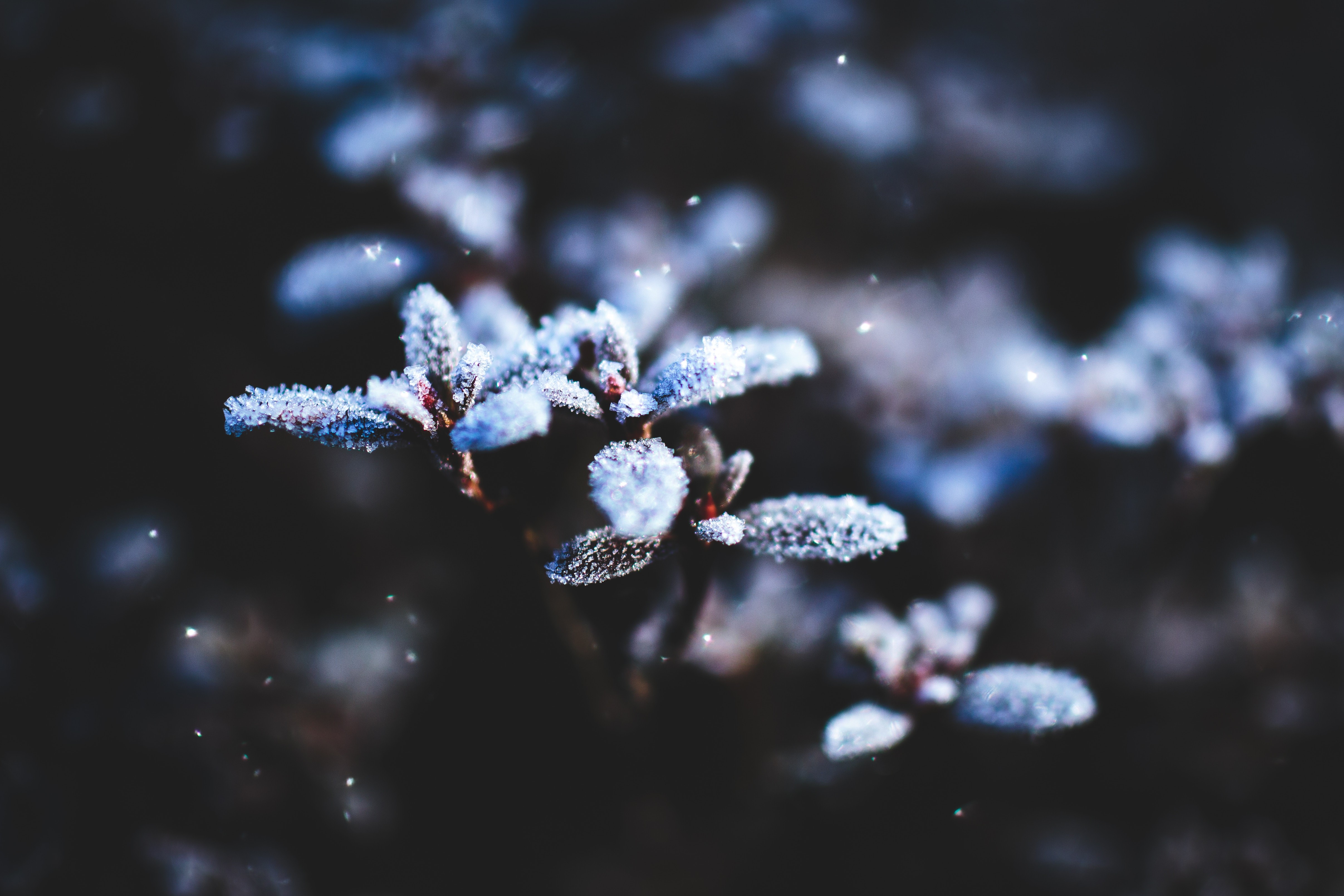 nature, flowers, plants, ice, HD Wallpaper