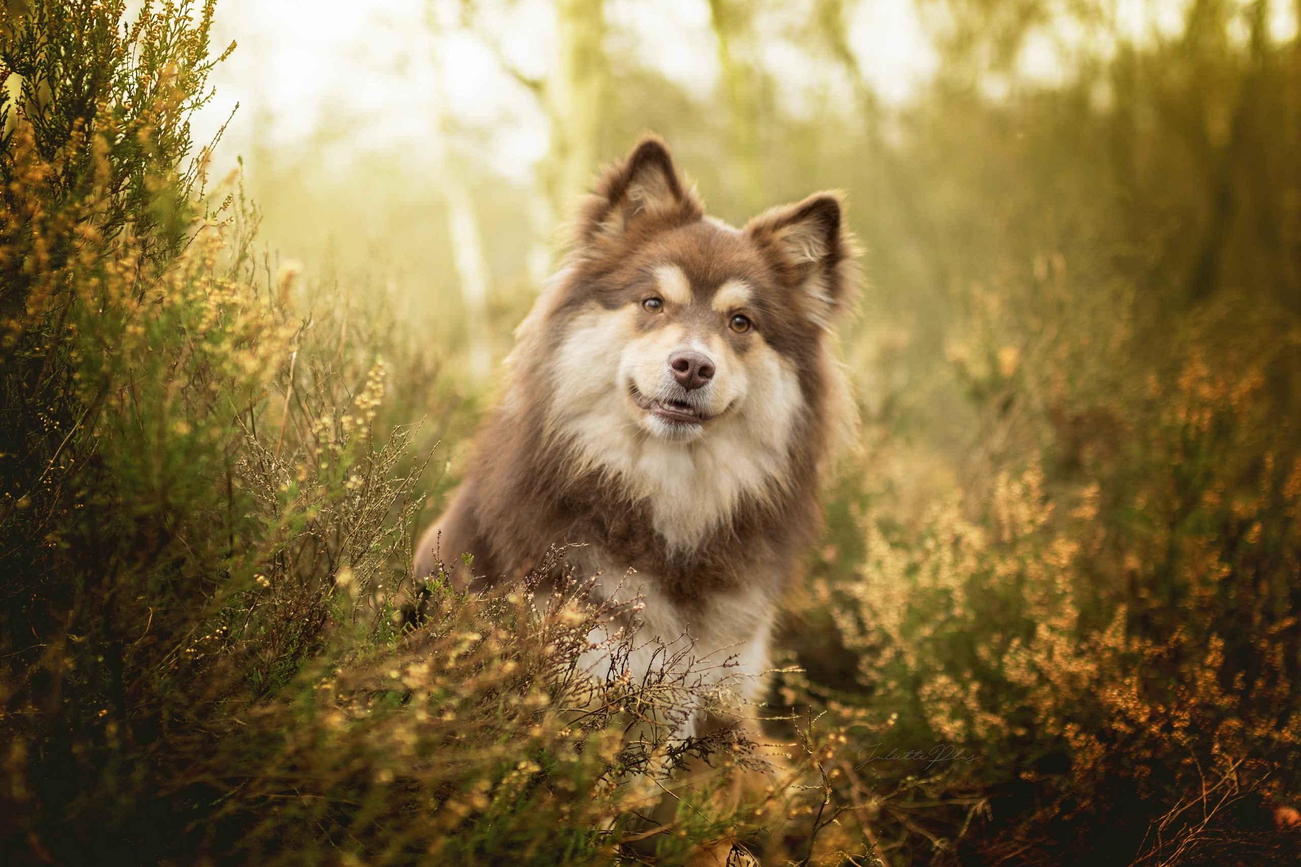 dog, animals, nature, HD Wallpaper