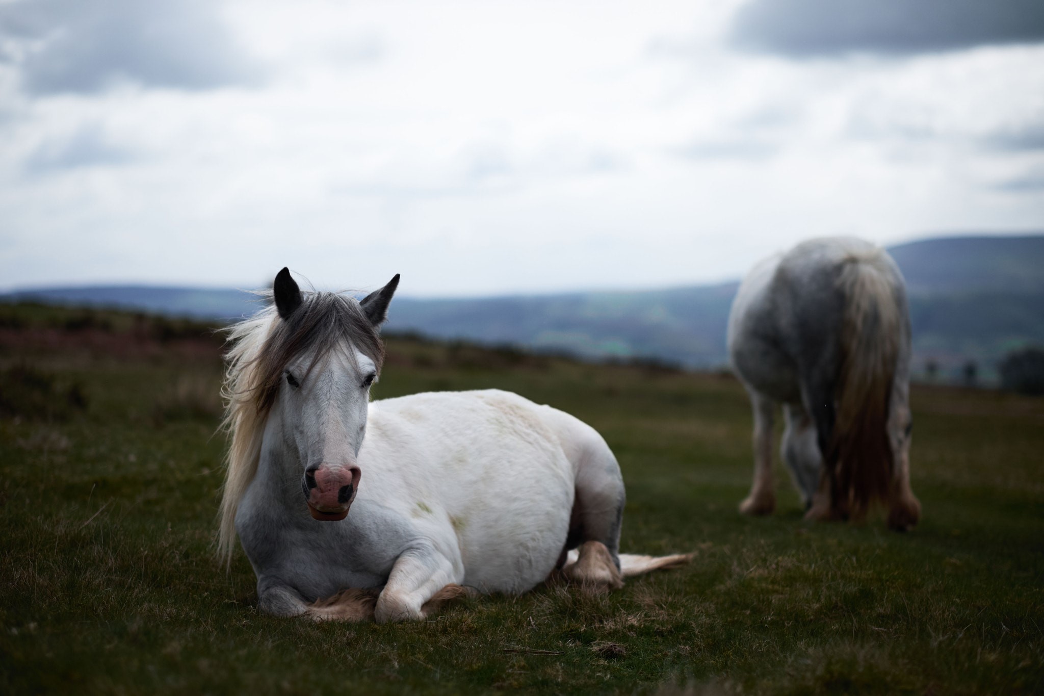 500px, animals, horse, grass, plains, HD Wallpaper
