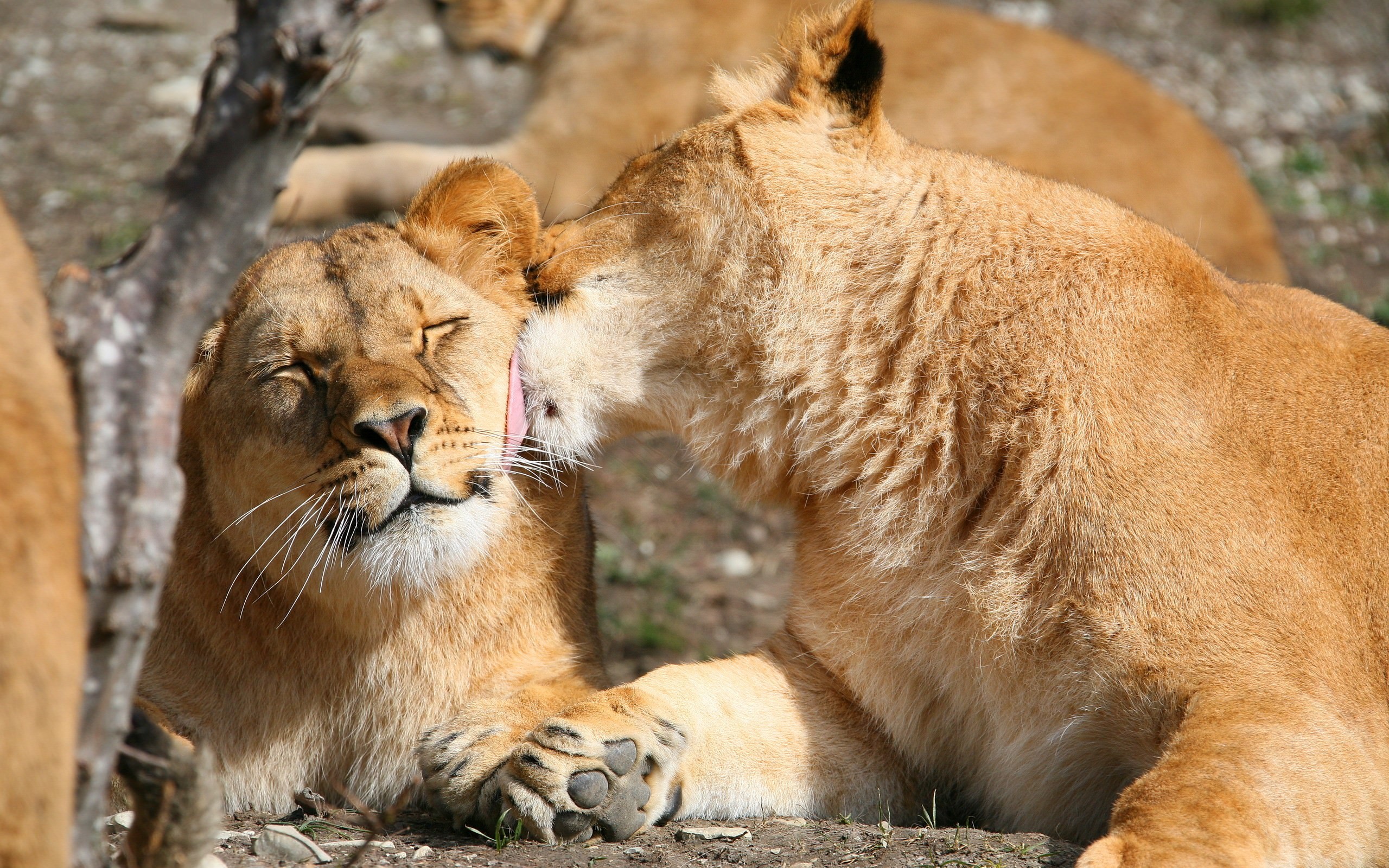 lion, animals, nature, photography, HD Wallpaper