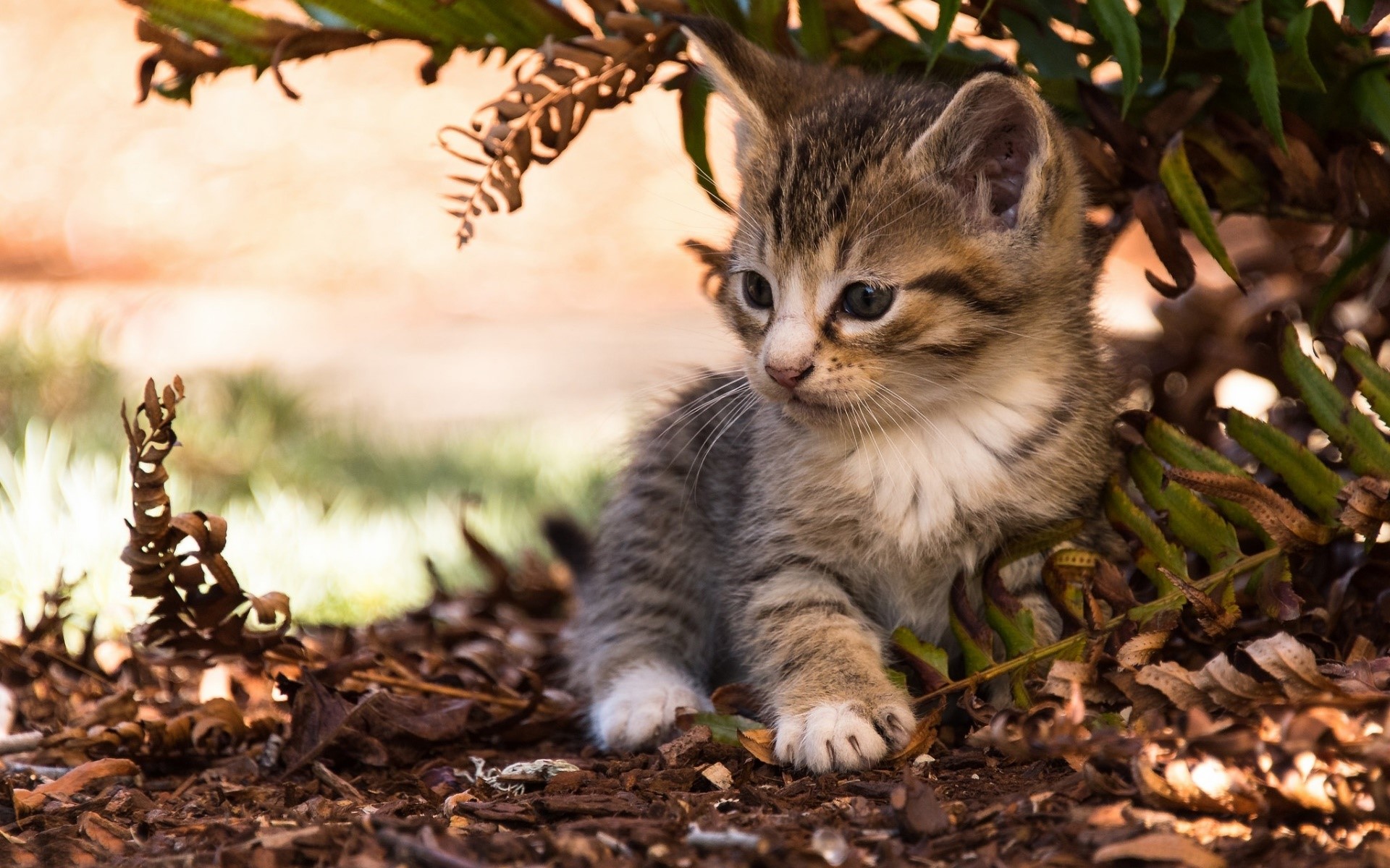 cats, animals, kittens, HD Wallpaper