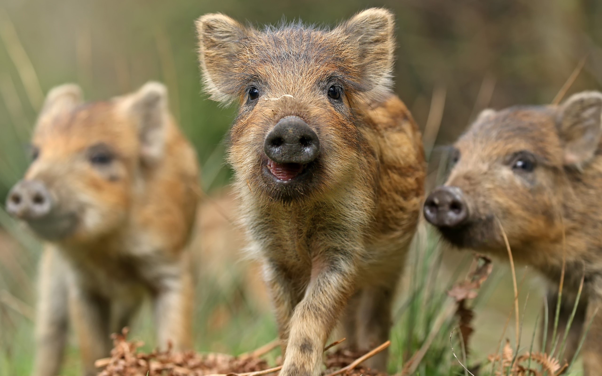 animals, pigs, outdoors, nature, HD Wallpaper