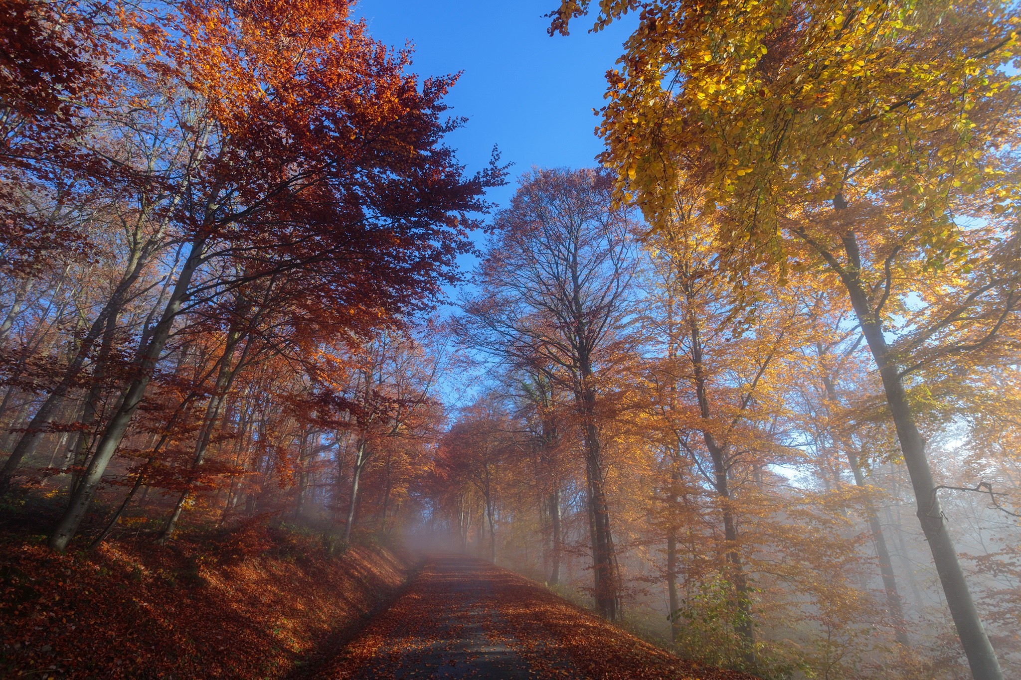 fall, trees, nature, HD Wallpaper