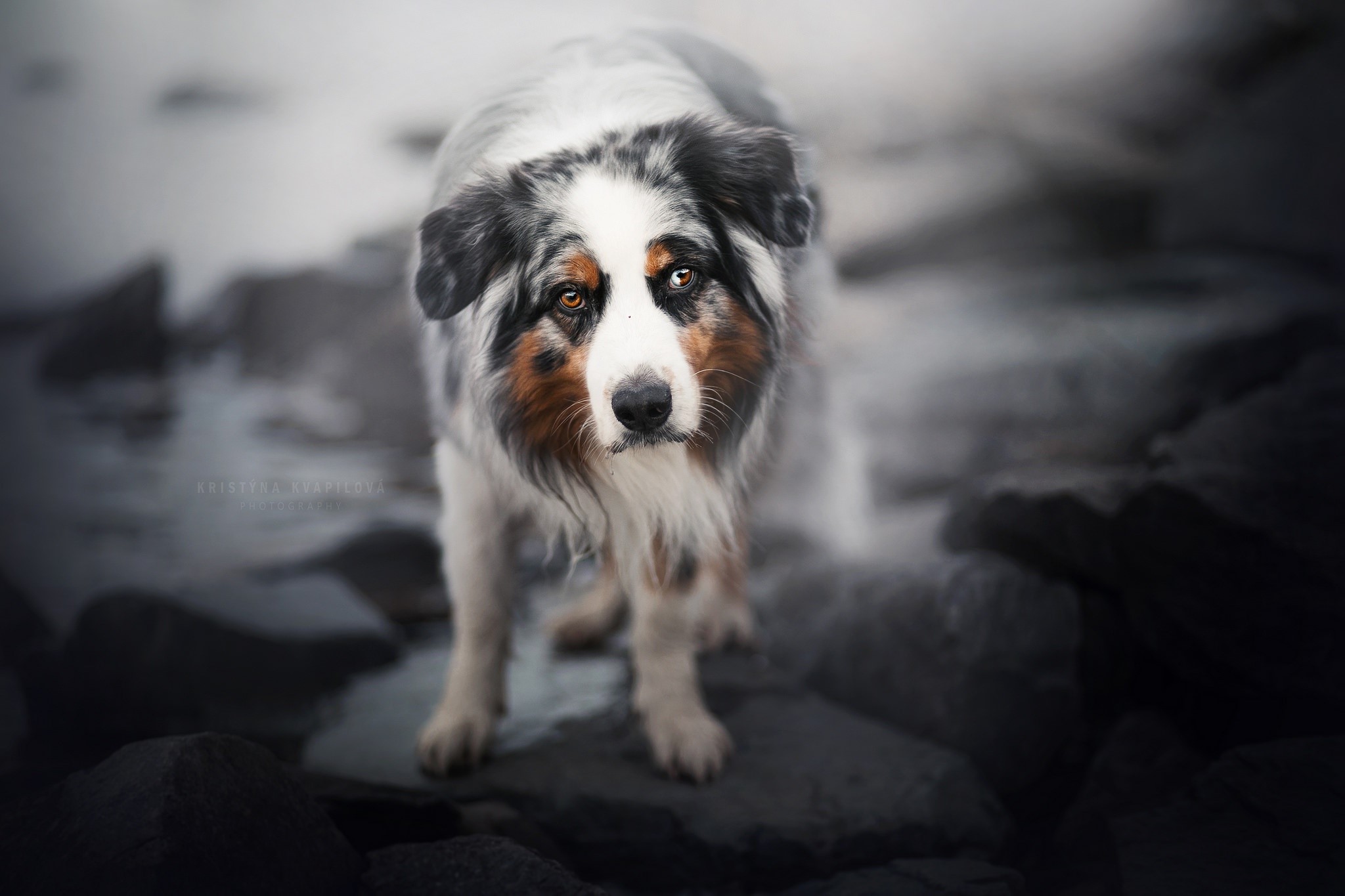 dog, animals, outdoors, brown eyes, HD Wallpaper