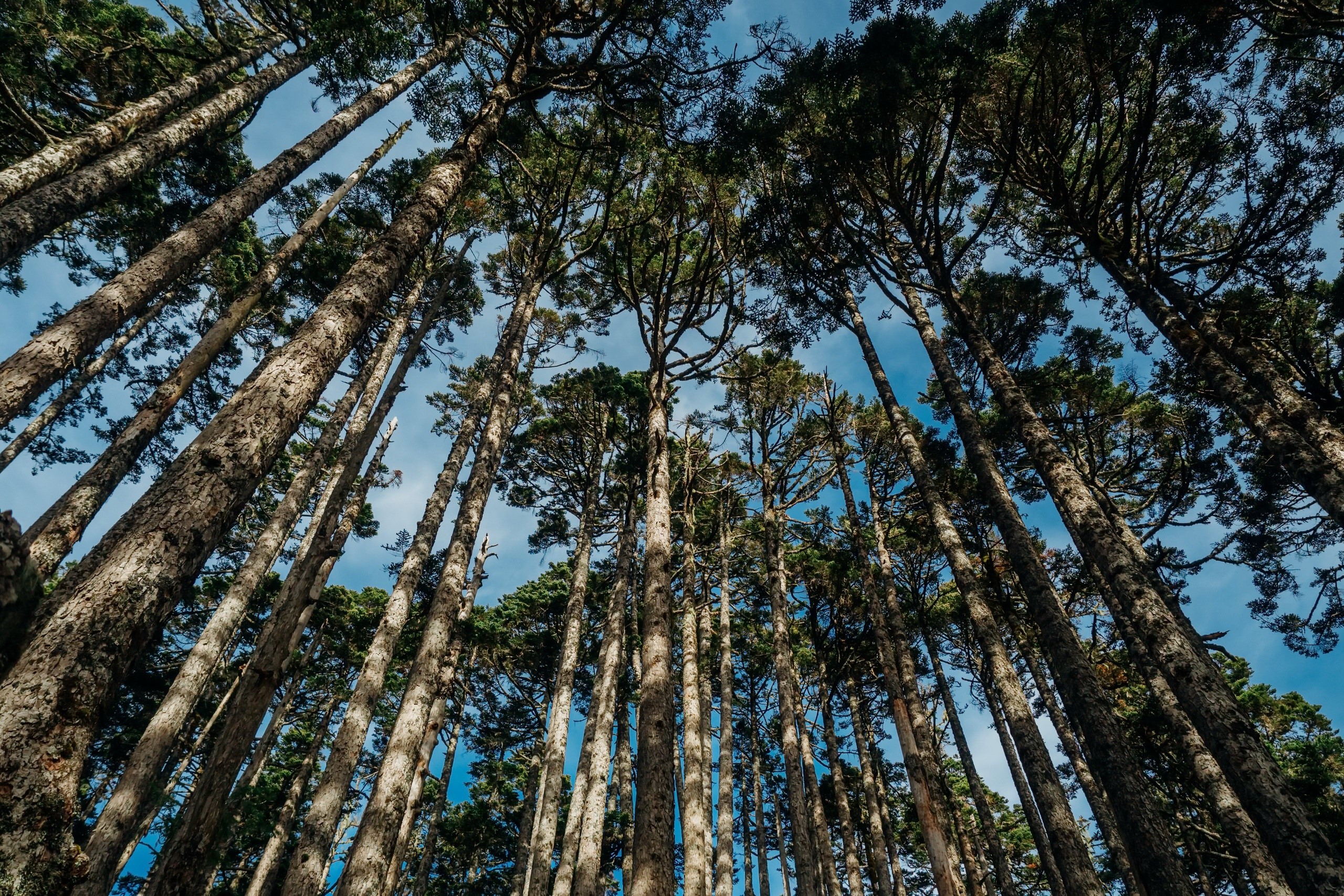 nature, forest, trees, HD Wallpaper