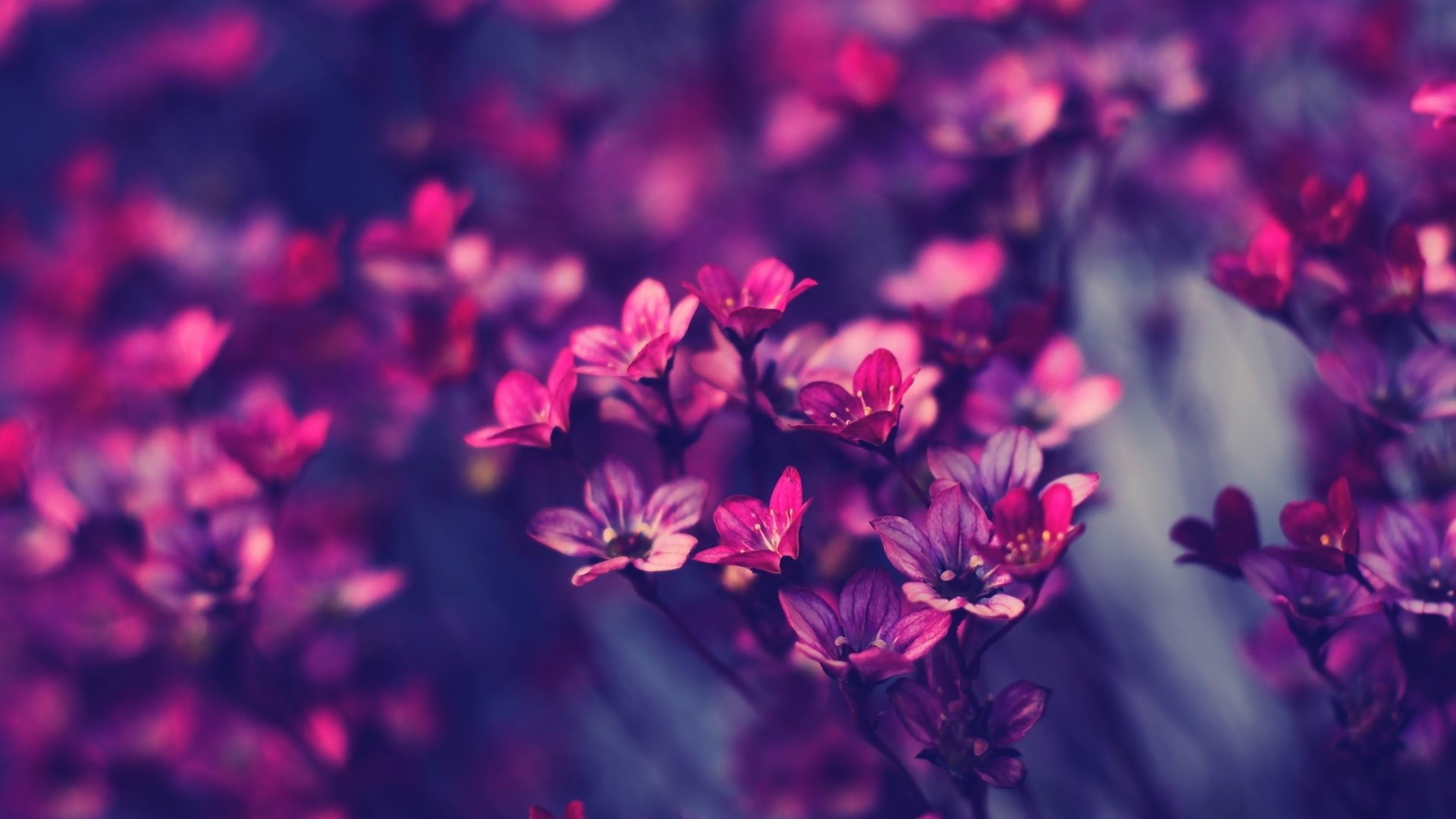 flowers, red, dark, HD Wallpaper