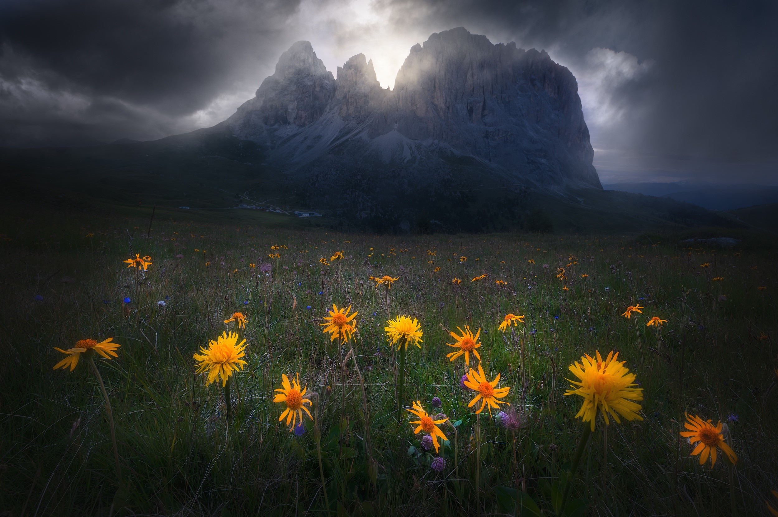 flowers, dark, nature, landscape, HD Wallpaper
