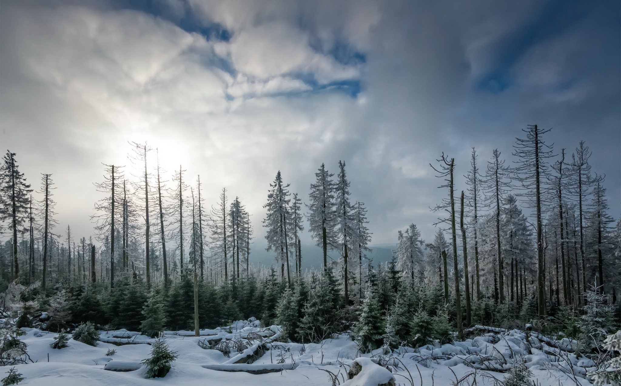 nature, trees, landscape, sky, winter, HD Wallpaper