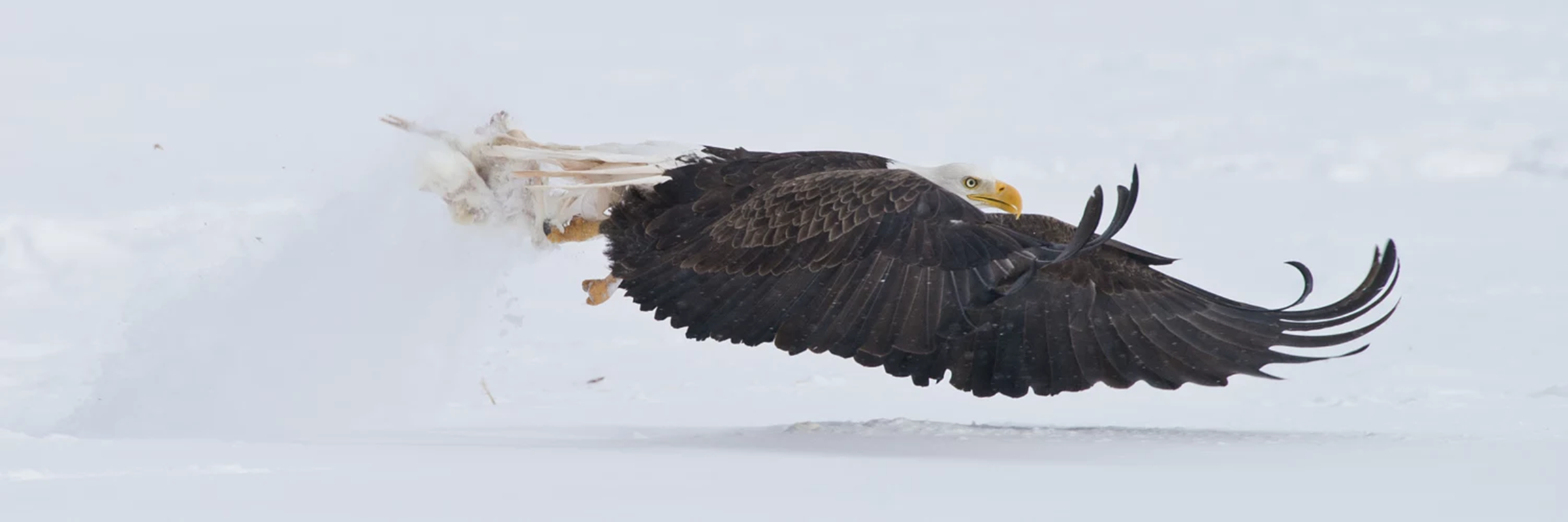 eagle, bald eagle, flying, animals, birds, profile, nature, wildlife, snow, HD Wallpaper