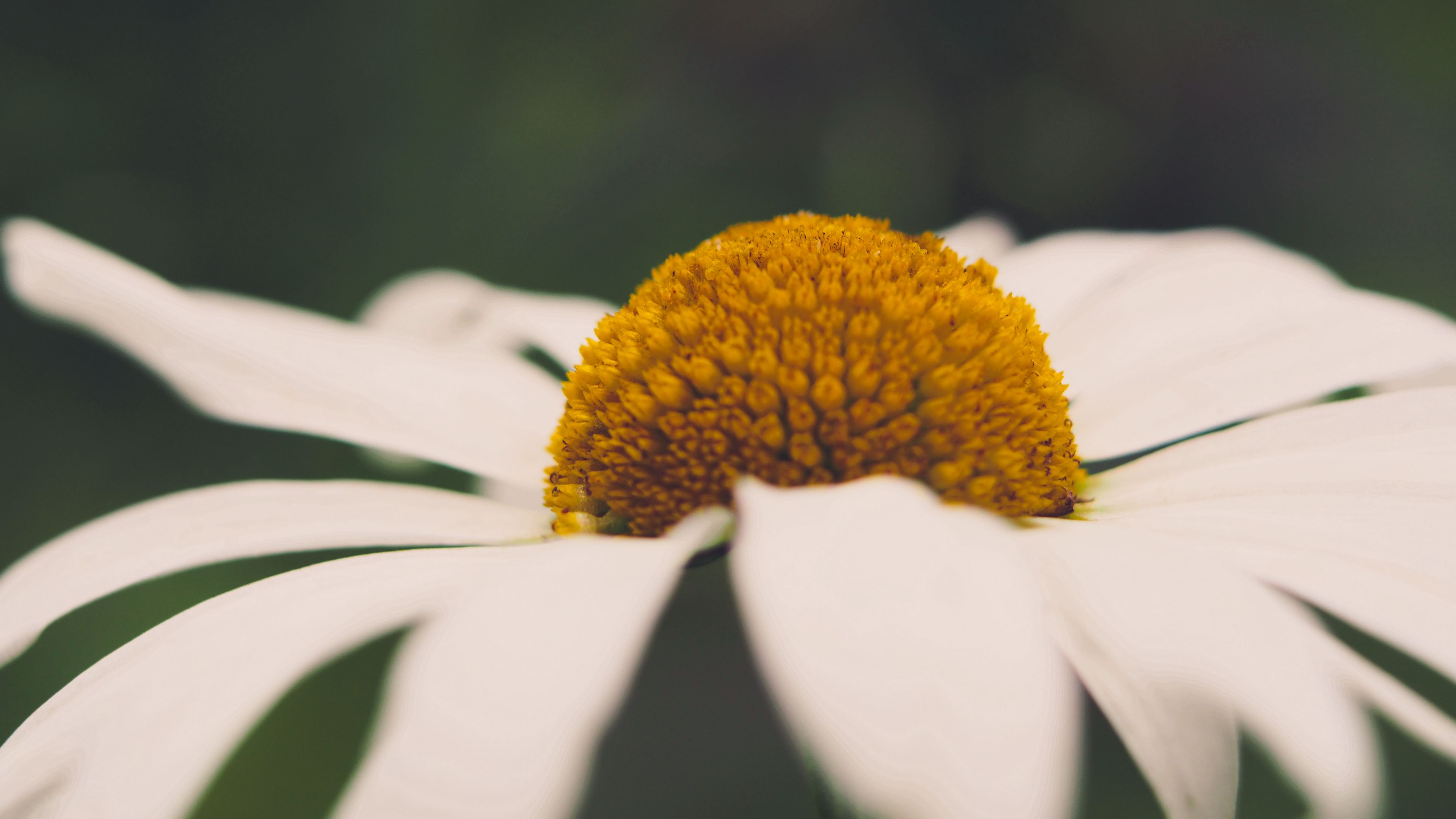 chamomile, flower, macro, pistils, stamens, 4k, HD Wallpaper
