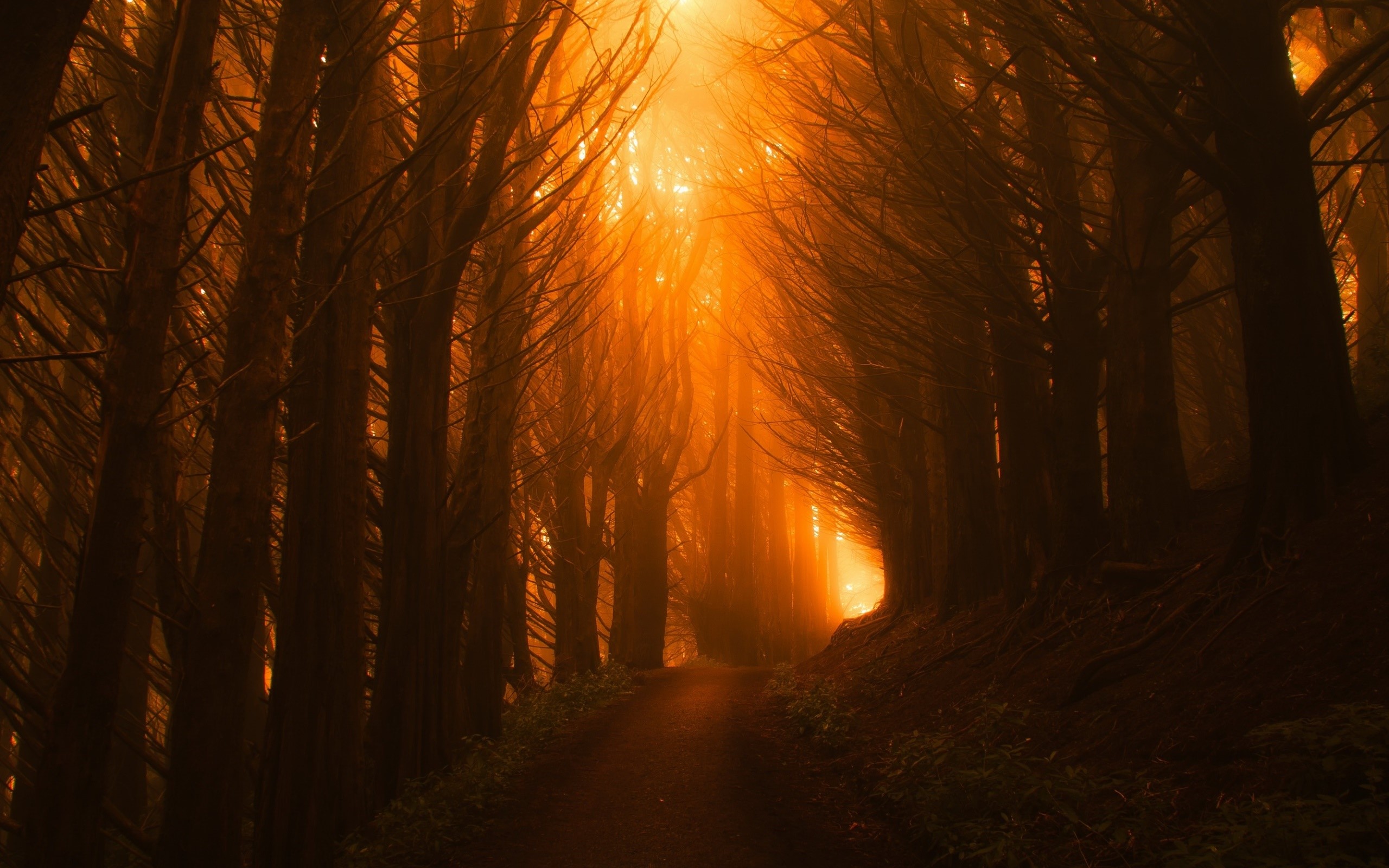 sunlight, dark, nature, trees, HD Wallpaper