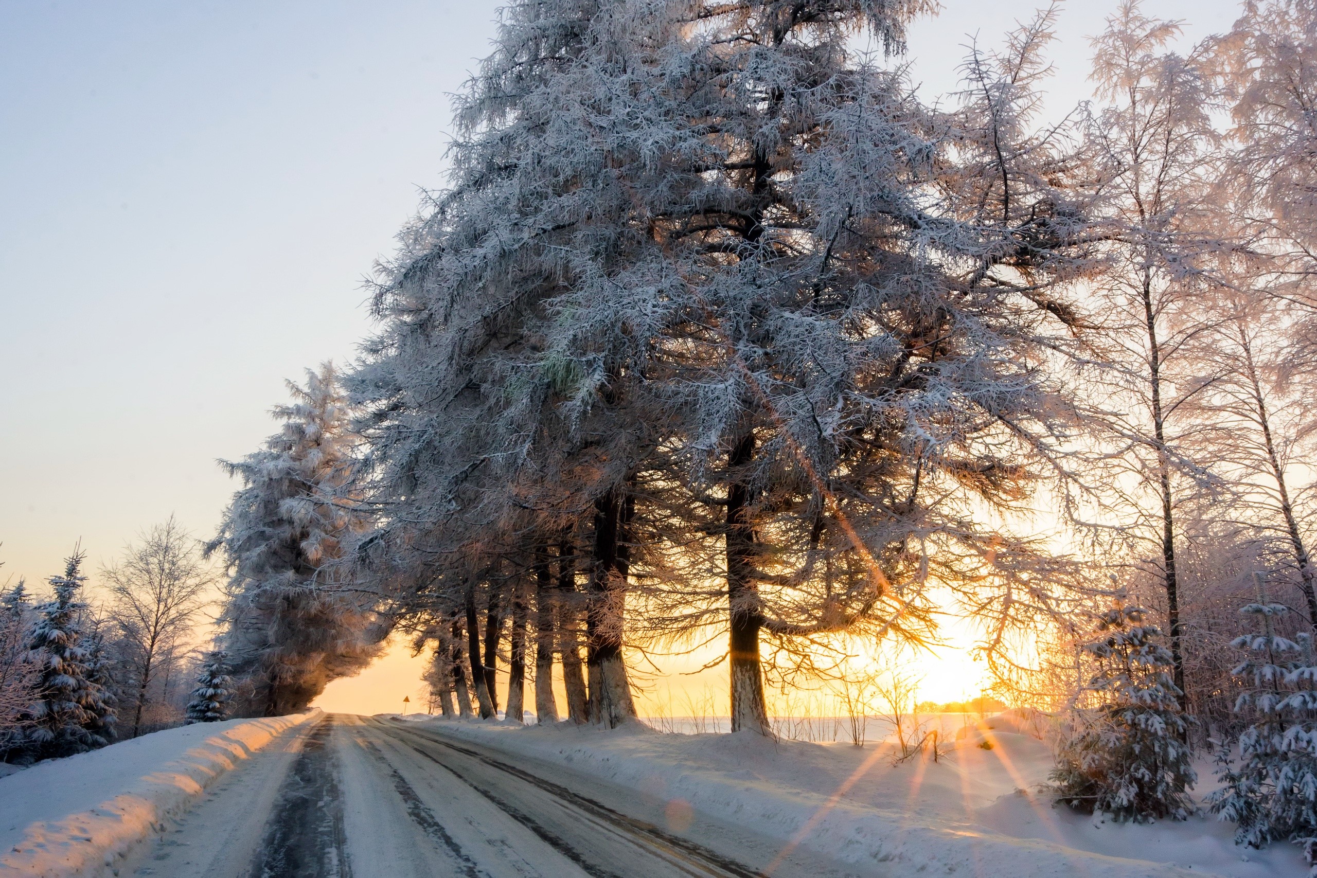 winter, road, trees, sunlight, HD Wallpaper