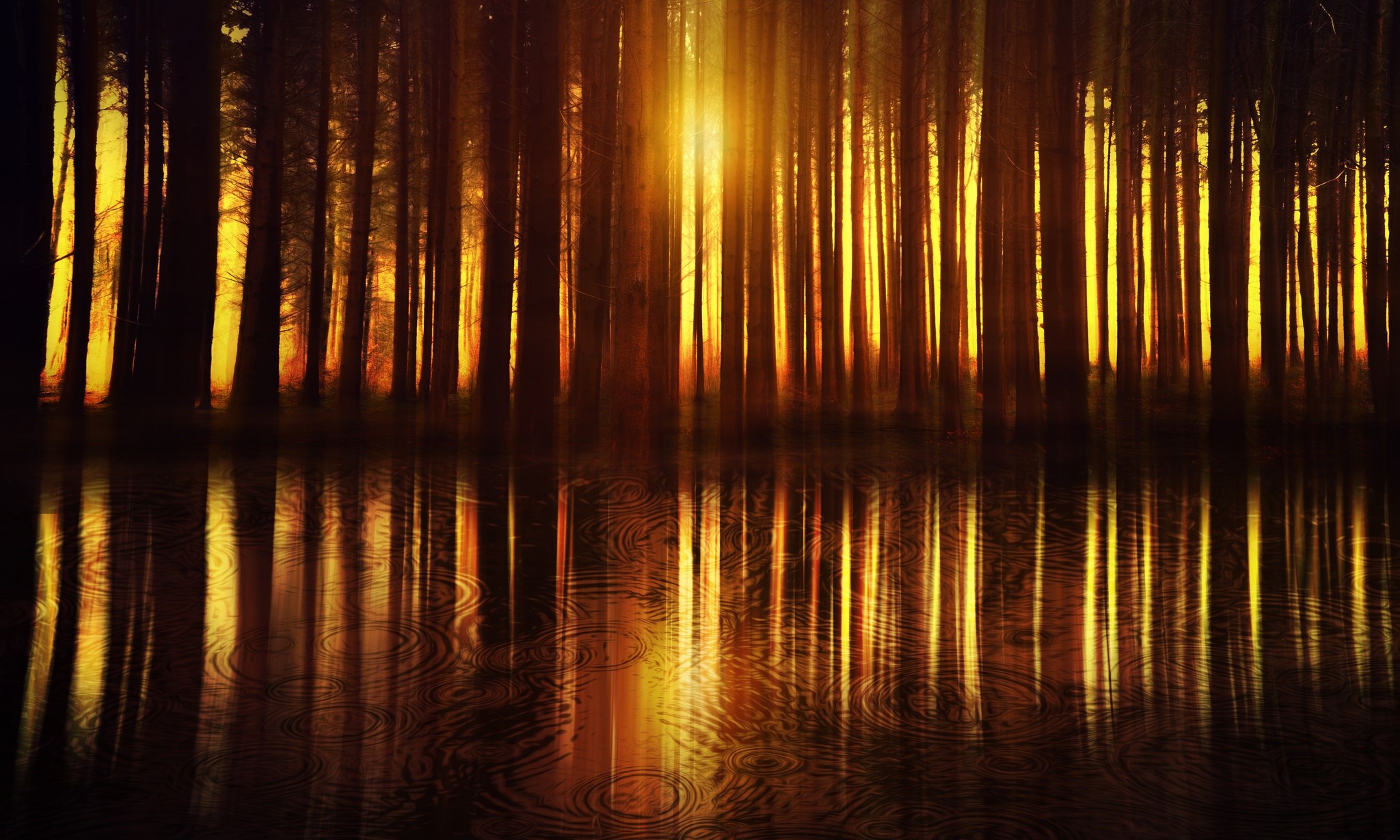 sunlight, reflection, water, trees, HD Wallpaper