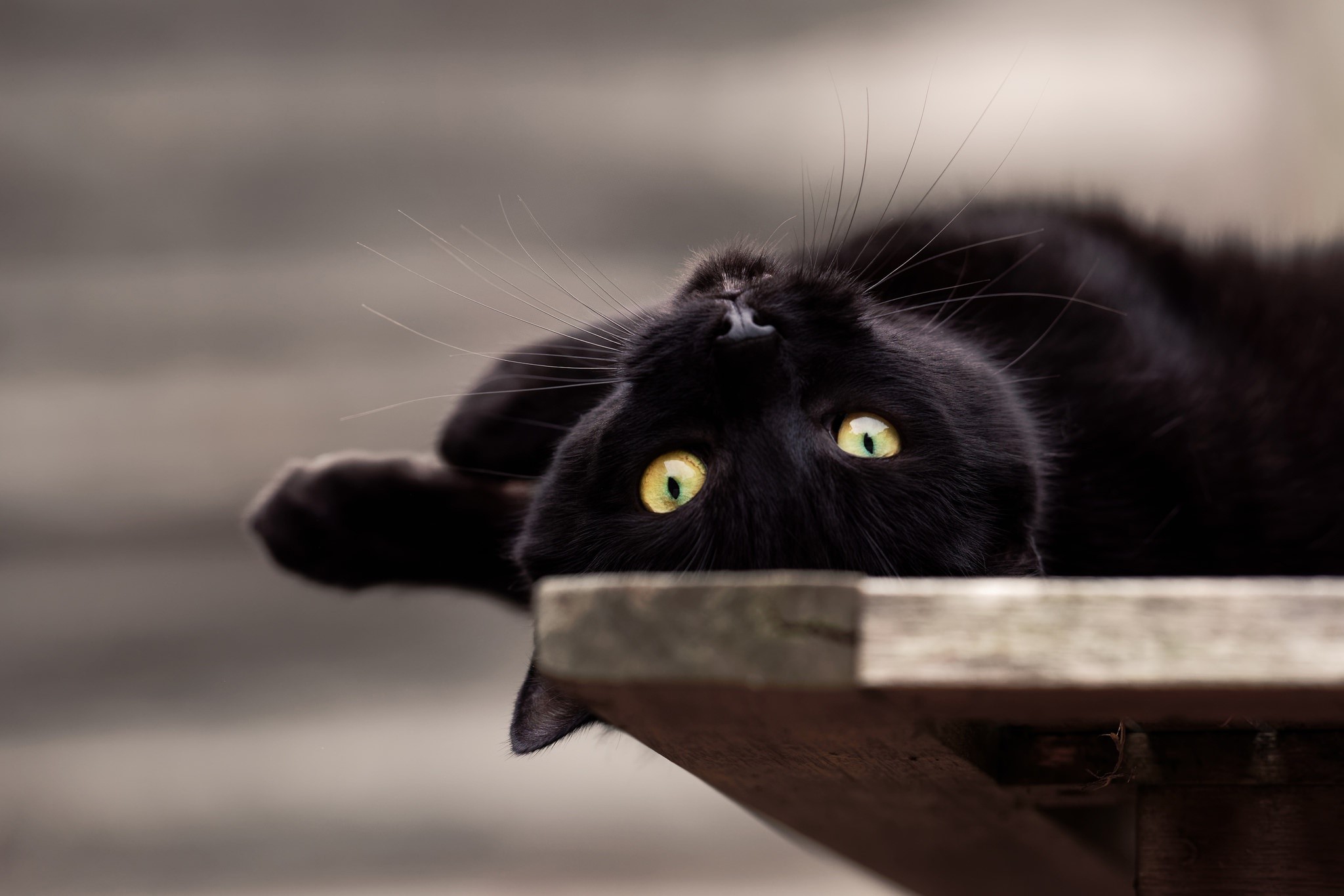 black cats, cats, animals, HD Wallpaper