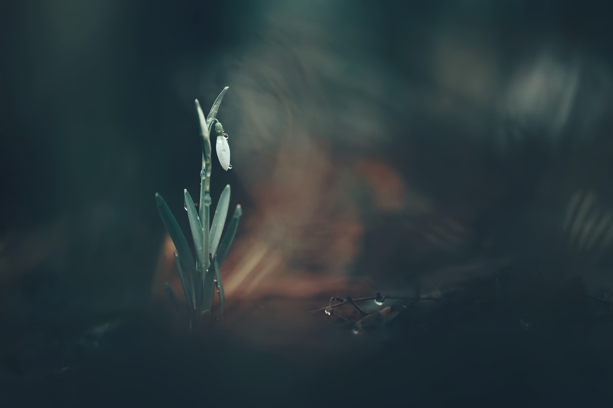 plants, macro, flowers, HD Wallpaper