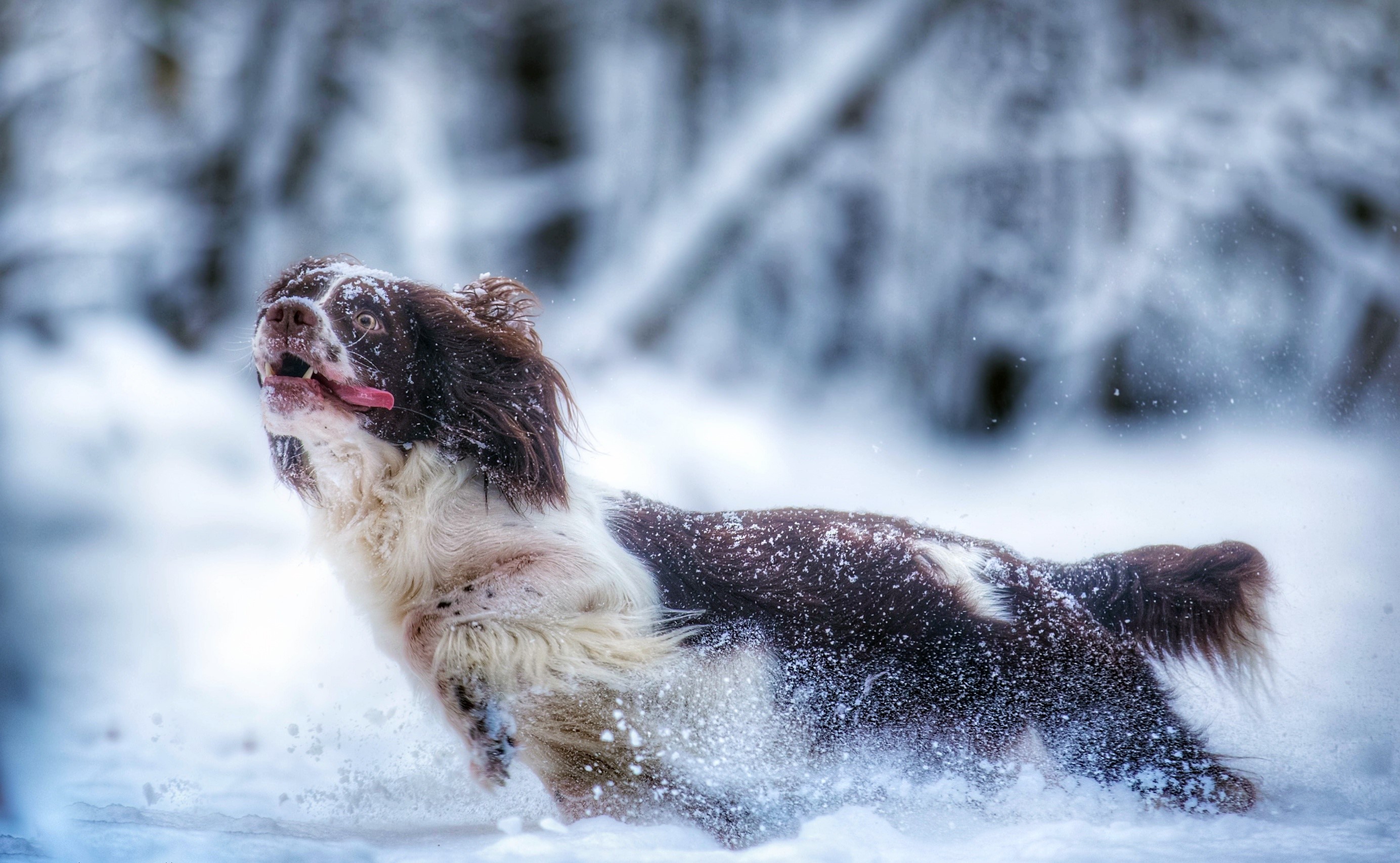 snow, nature, animals, dog, HD Wallpaper