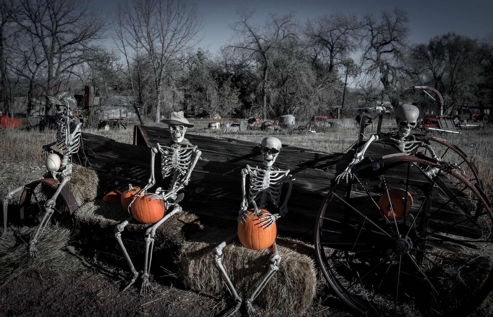 Halloween, humor, skeleton, selective coloring, HD Wallpaper