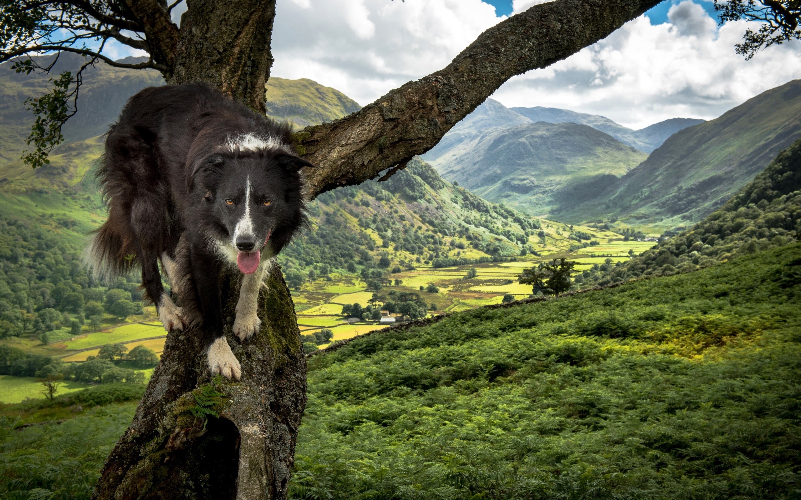nature, dog, animals, Border Collie, HD Wallpaper