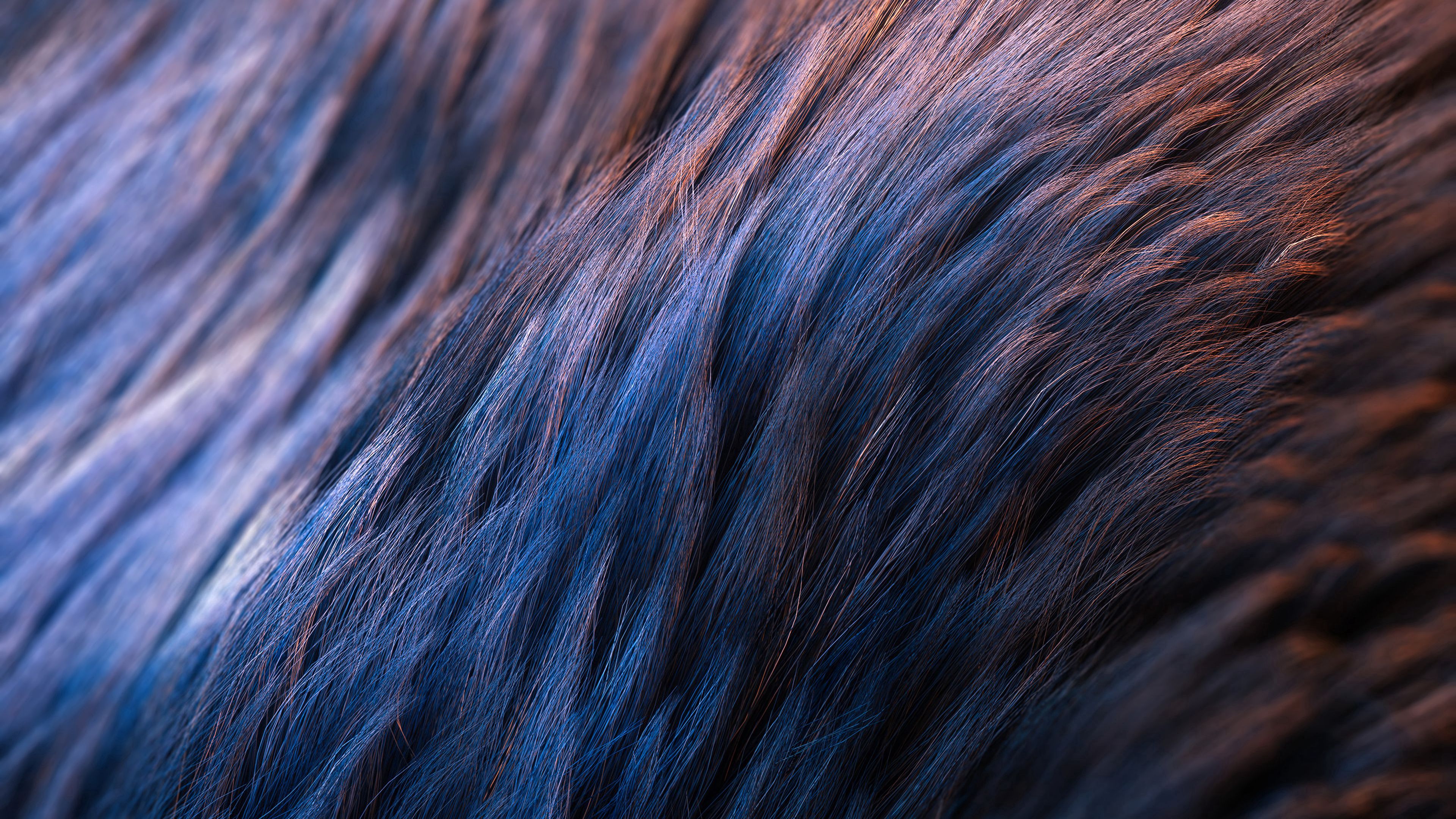 wool, texture, surface, macro, closeup, 4k, HD Wallpaper