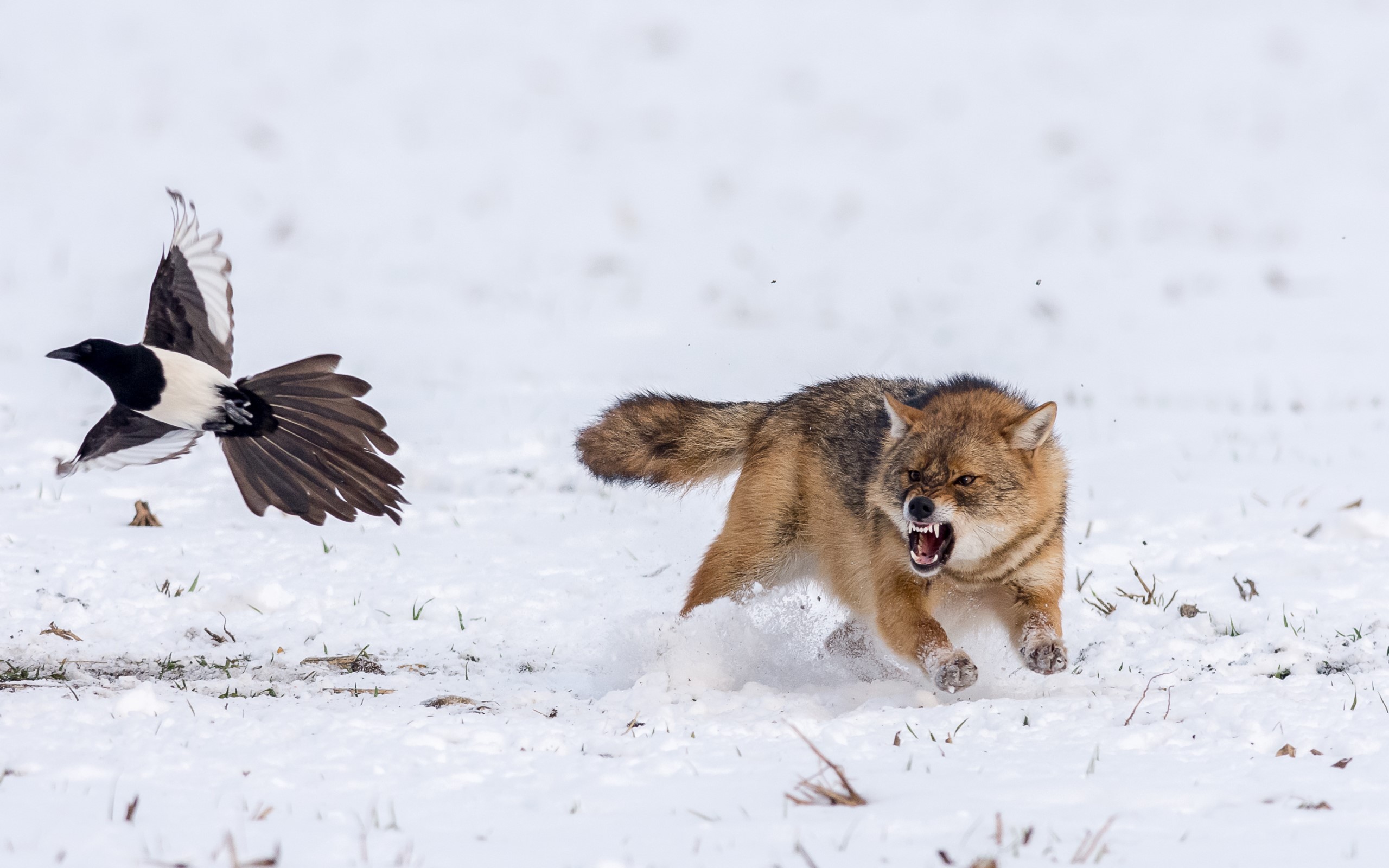 wildlife, animals, snow, nature, birds, wolf, HD Wallpaper