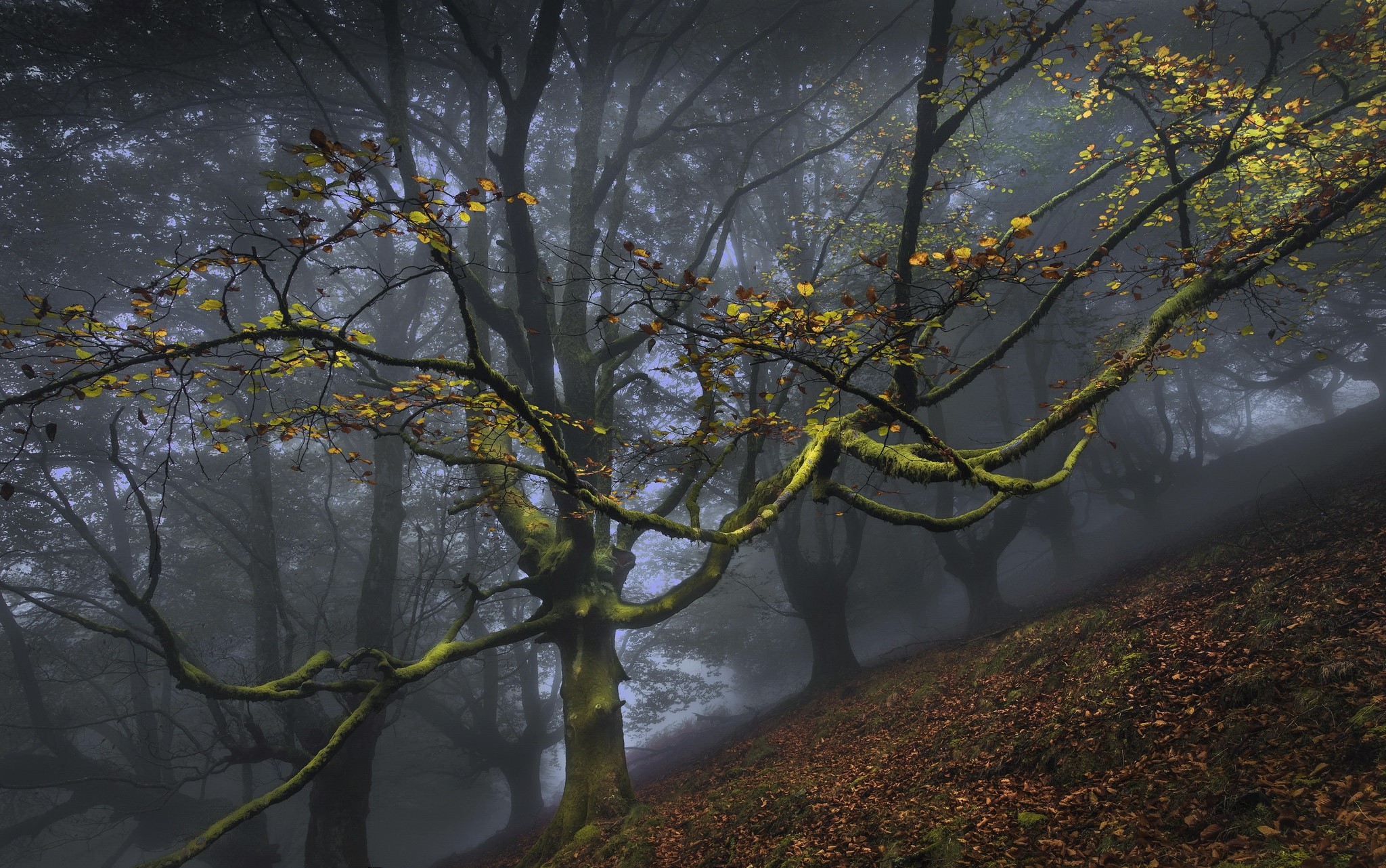 forest, trees, nature, HD Wallpaper