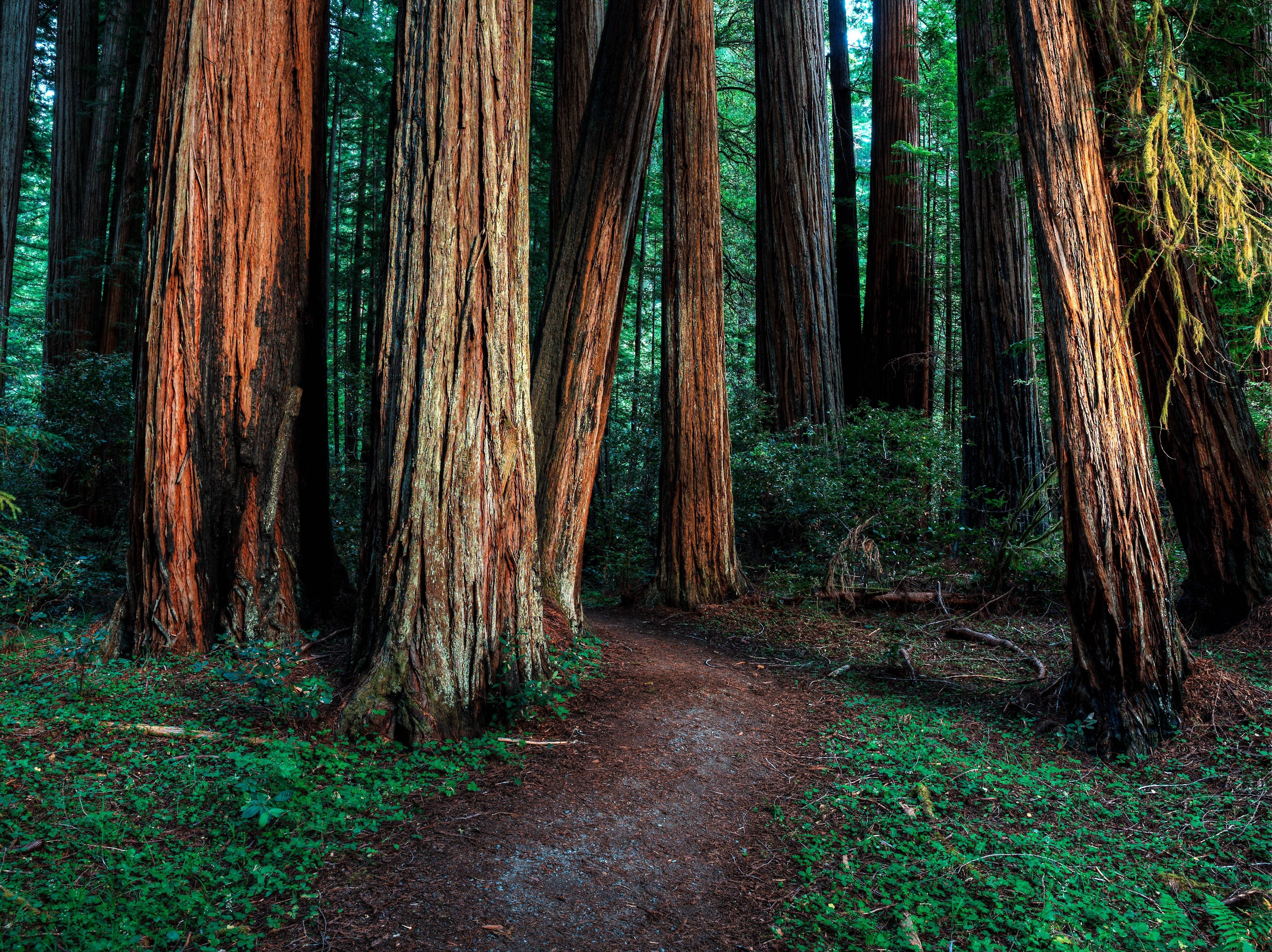 forest, path, trees, HD Wallpaper