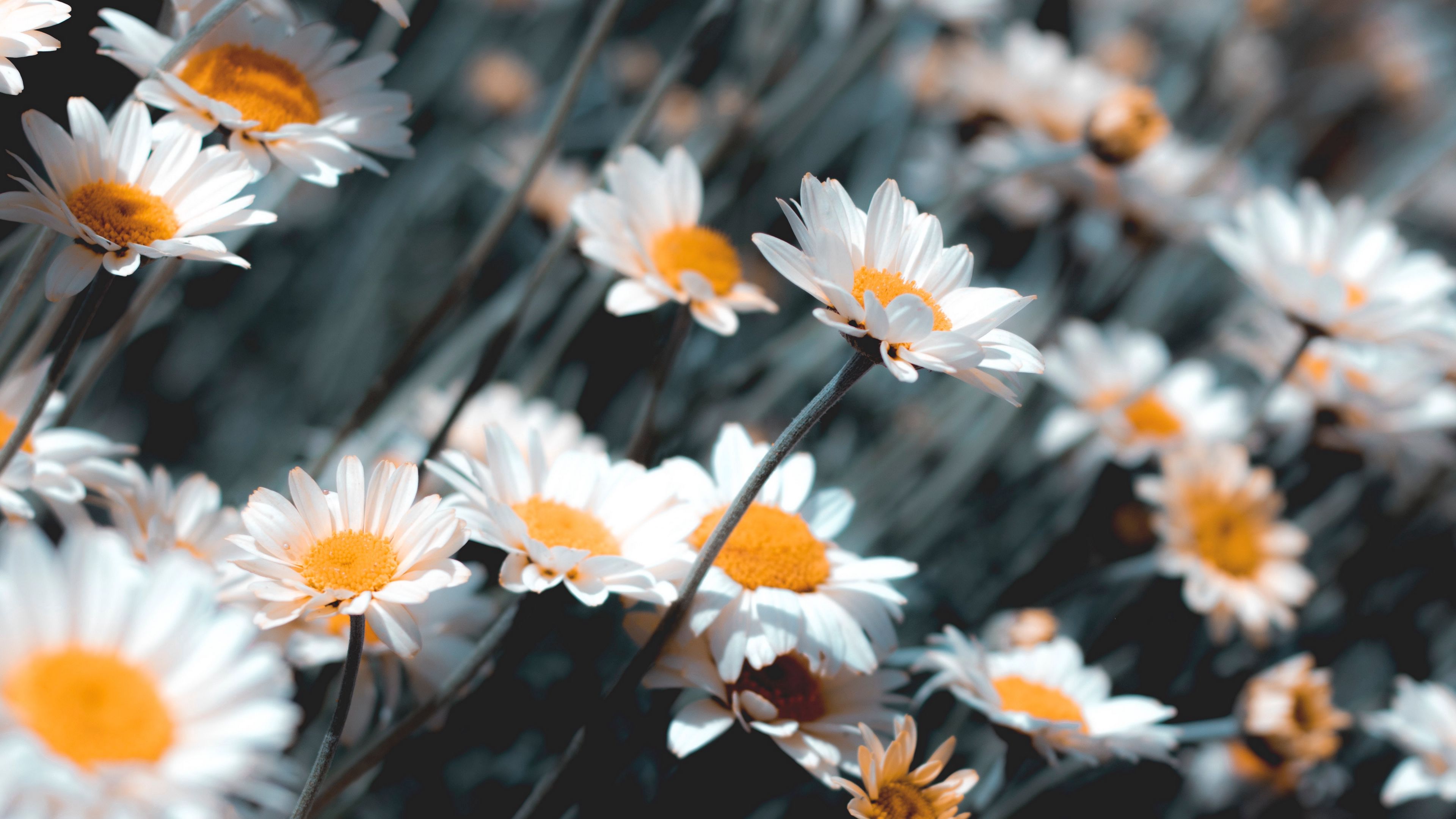 chamomile, flowers, white, bloom, plant, 4k, HD Wallpaper