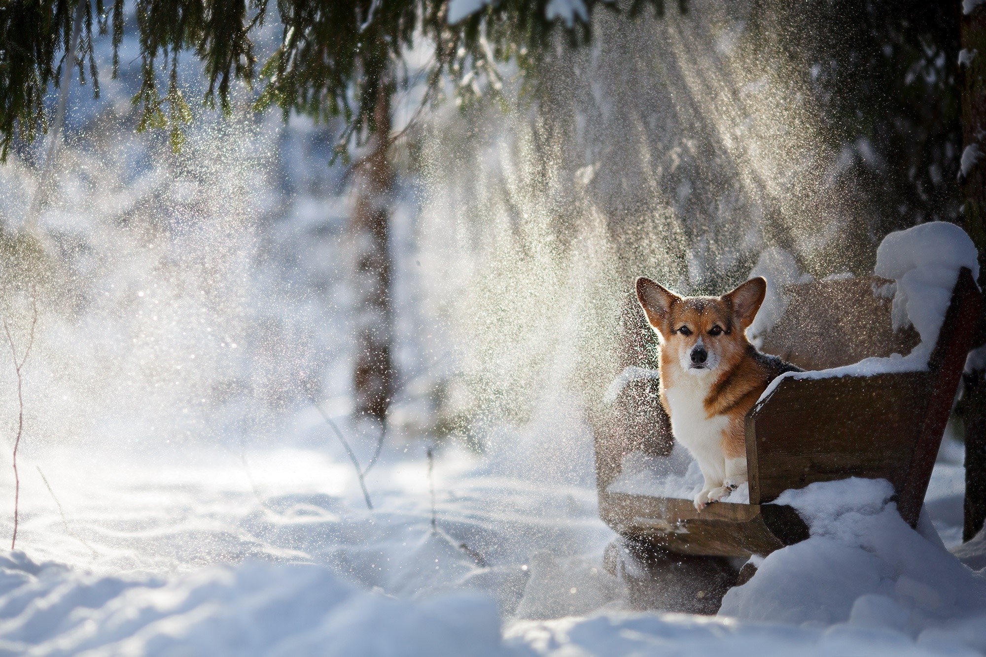 dog, animals, chair, snow, Corgi, HD Wallpaper