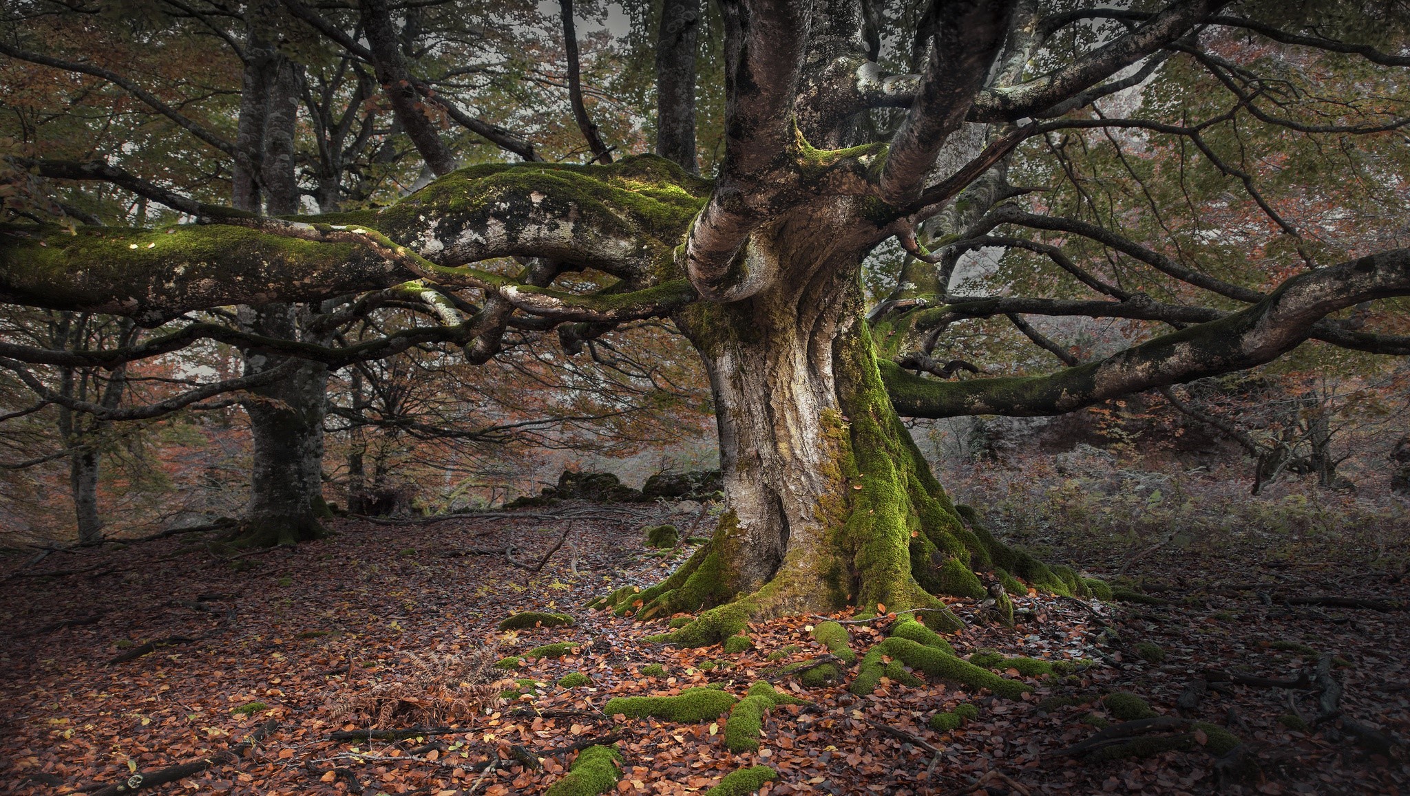 nature, trees, forest, leaves, moss, HD Wallpaper