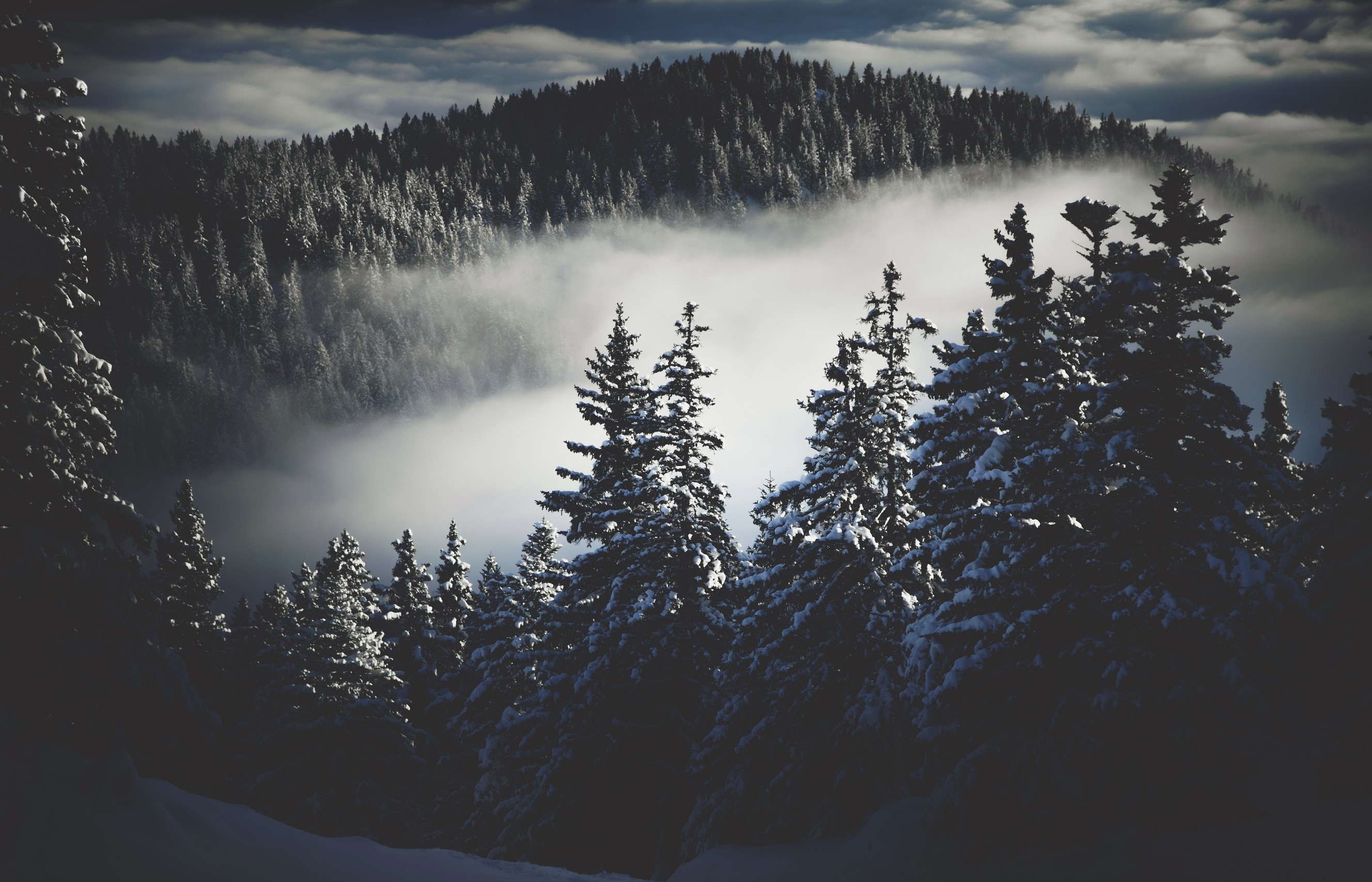 dark, winter, snow, trees, mist, nature, HD Wallpaper