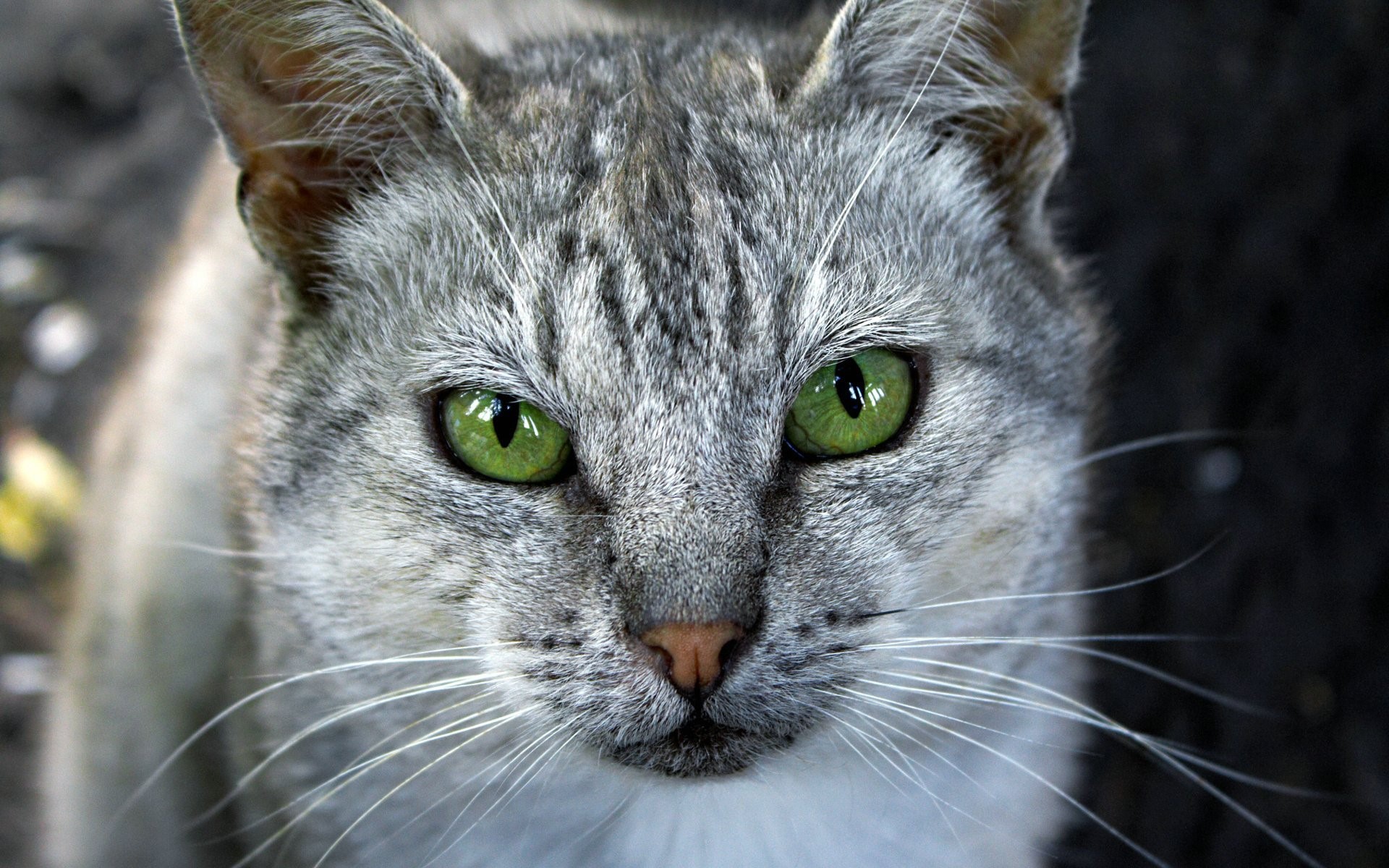 animals, cats, green eyes, HD Wallpaper