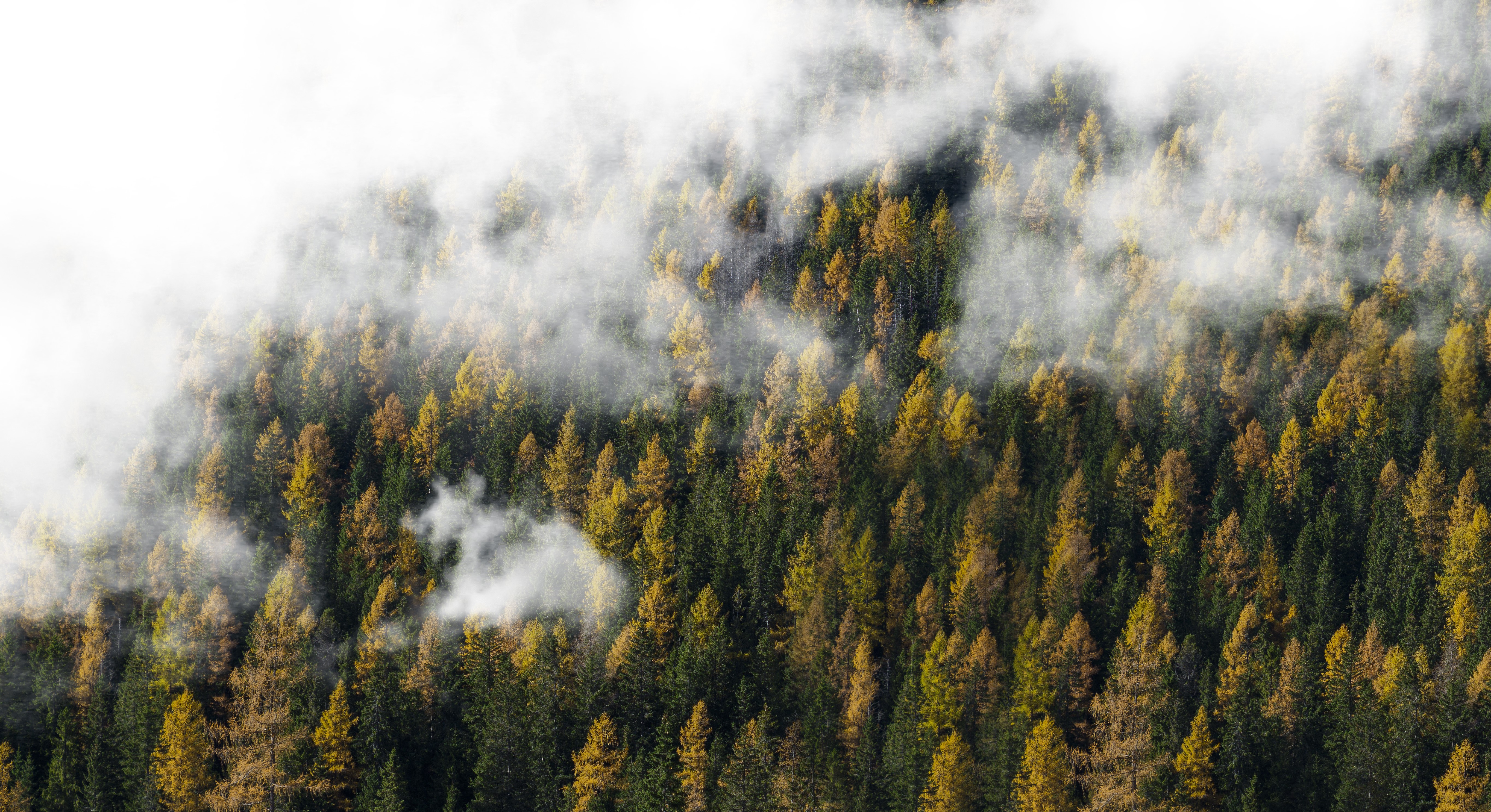 trees, mist, clouds, photography, wood, HD Wallpaper