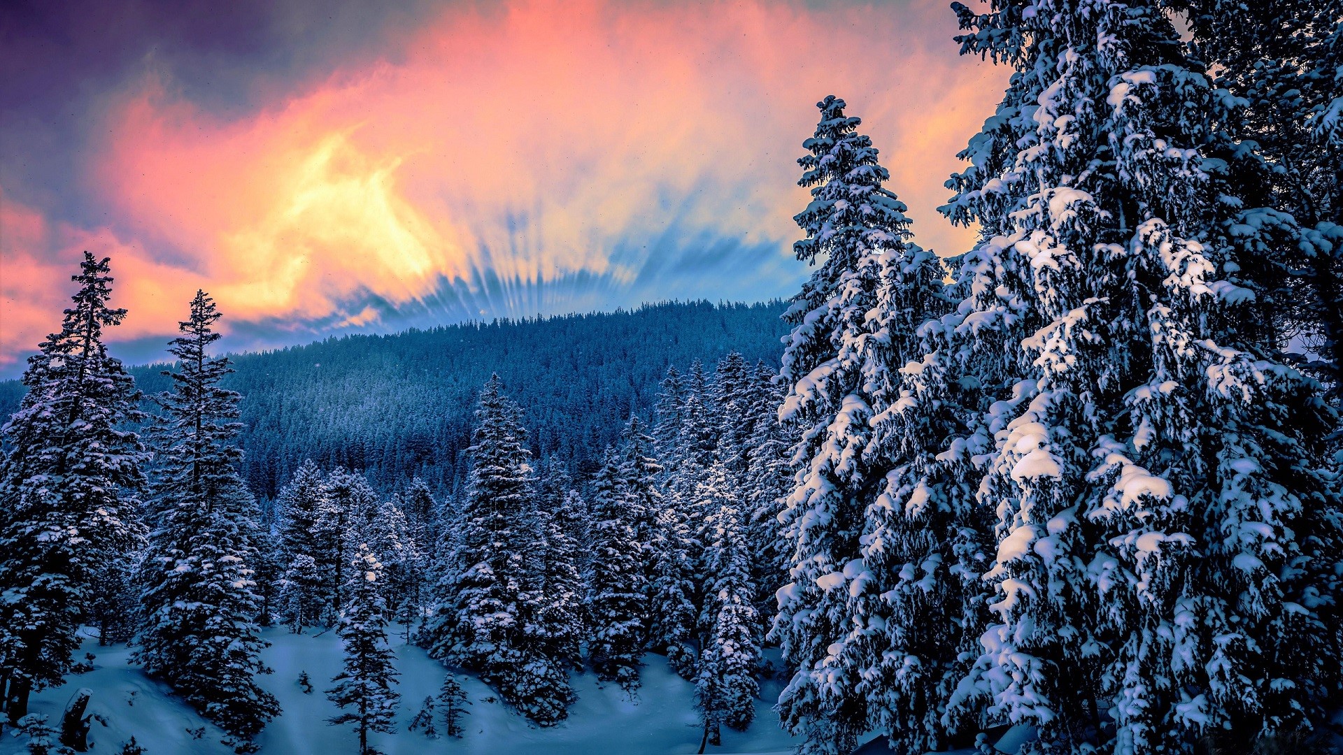 nature, forest, trees, snow, winter, sunset, HD Wallpaper
