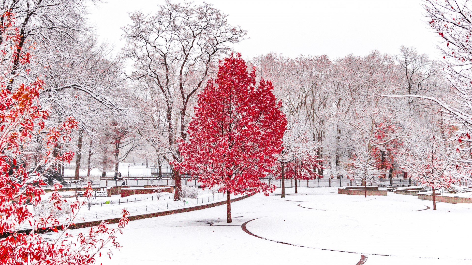 winter, snow, trees, forest, park, leaves, HD Wallpaper