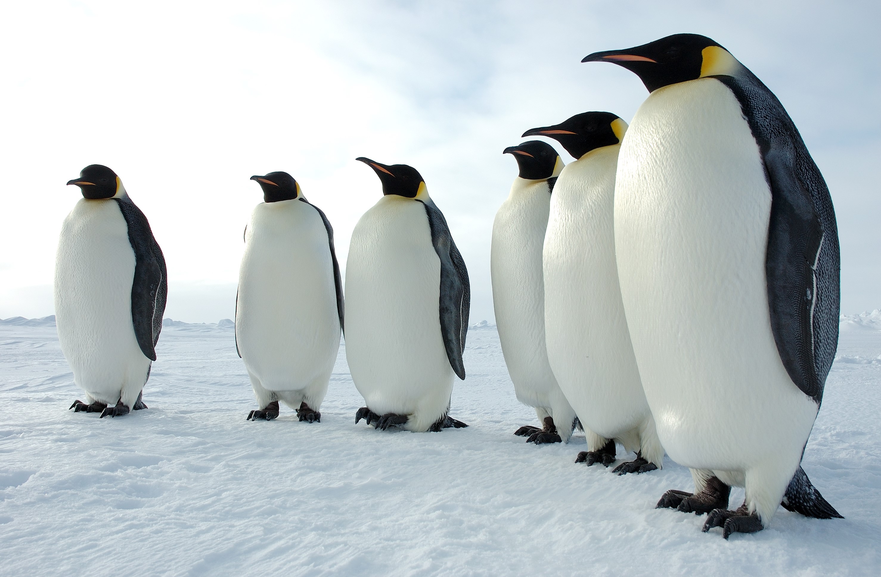 animals, penguins, snow, HD Wallpaper