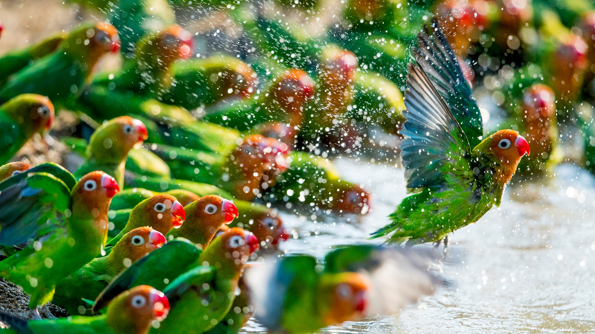 parrot, birds, water, green, HD Wallpaper
