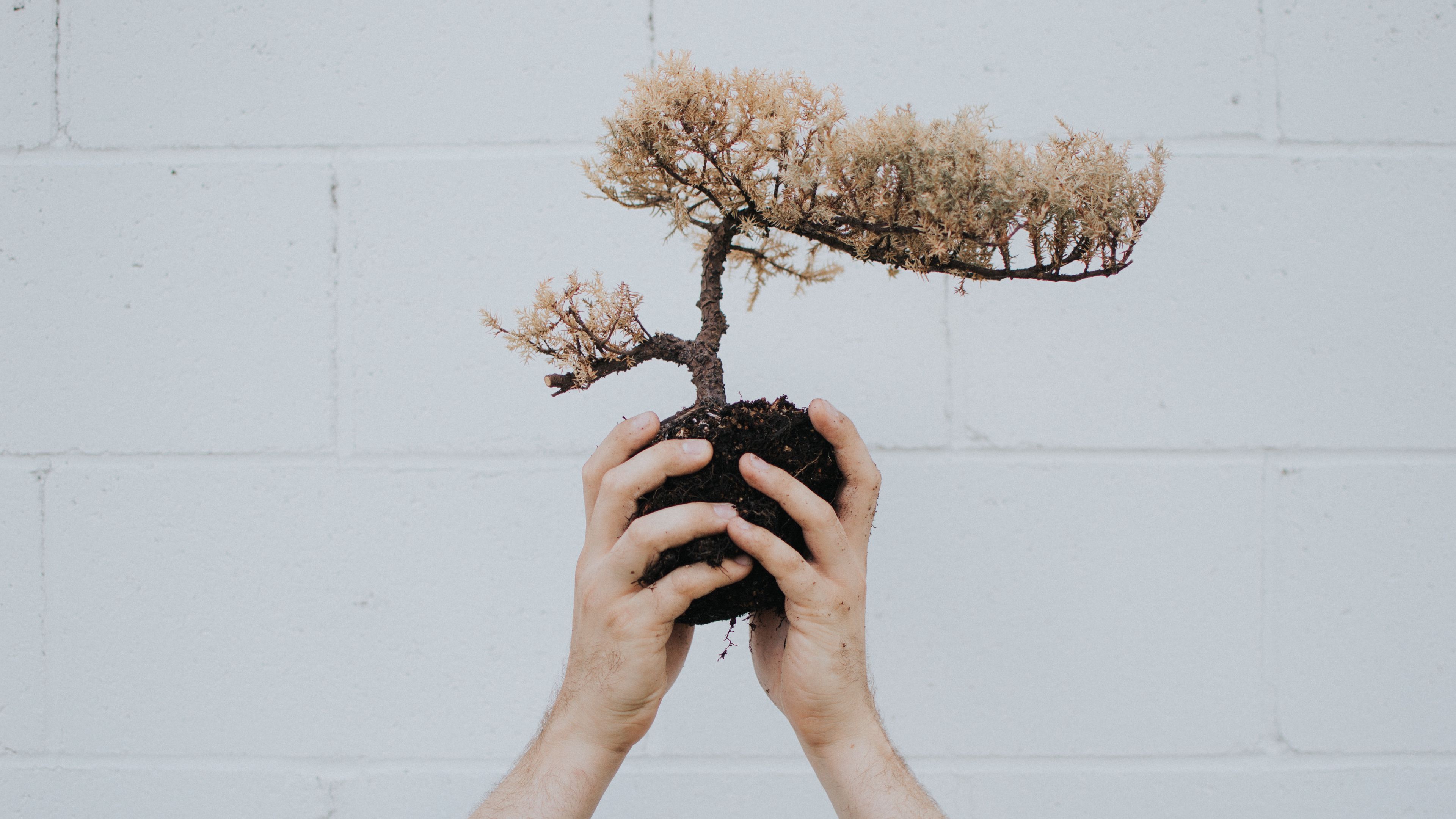 hands, bonsai, tree, plant, 4k, HD Wallpaper