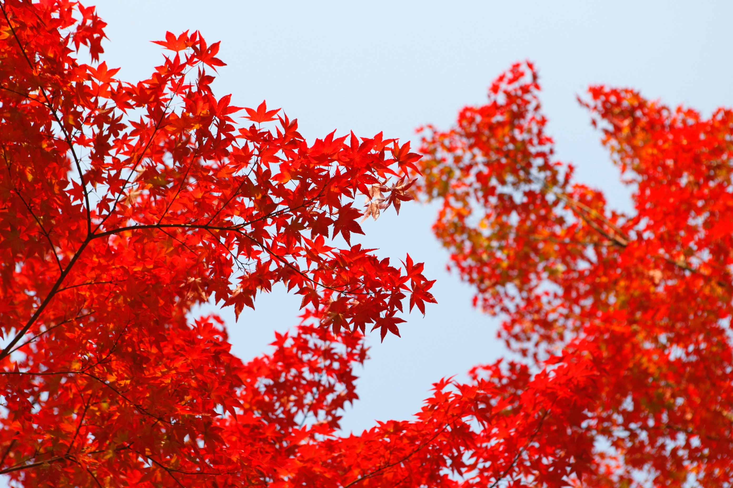red, leaves, fall, HD Wallpaper