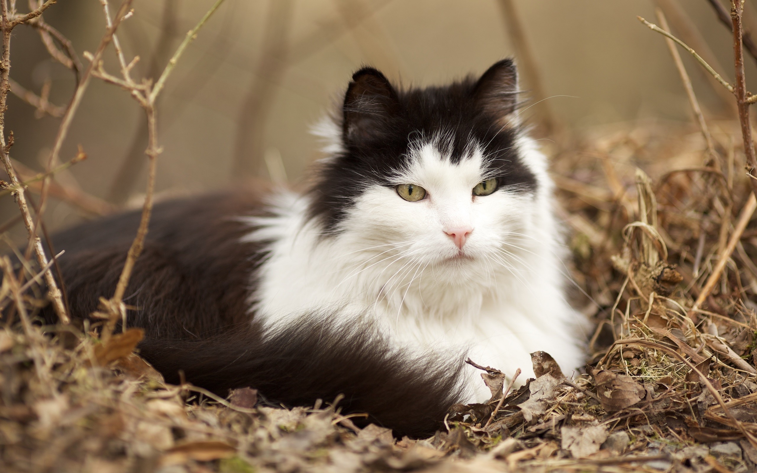 cats, animals, nature, depth of field, HD Wallpaper