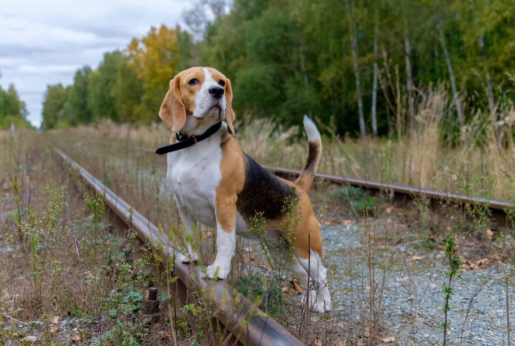 railway, animals, dog, HD Wallpaper