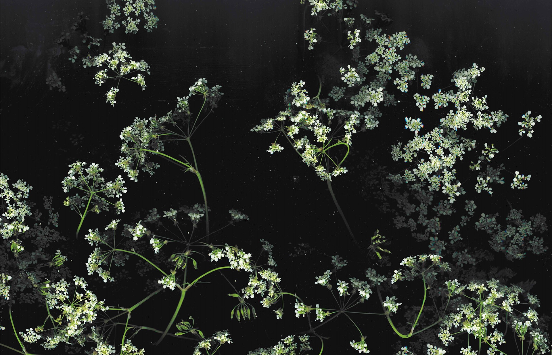 dark, floral, flowers, macro, HD Wallpaper