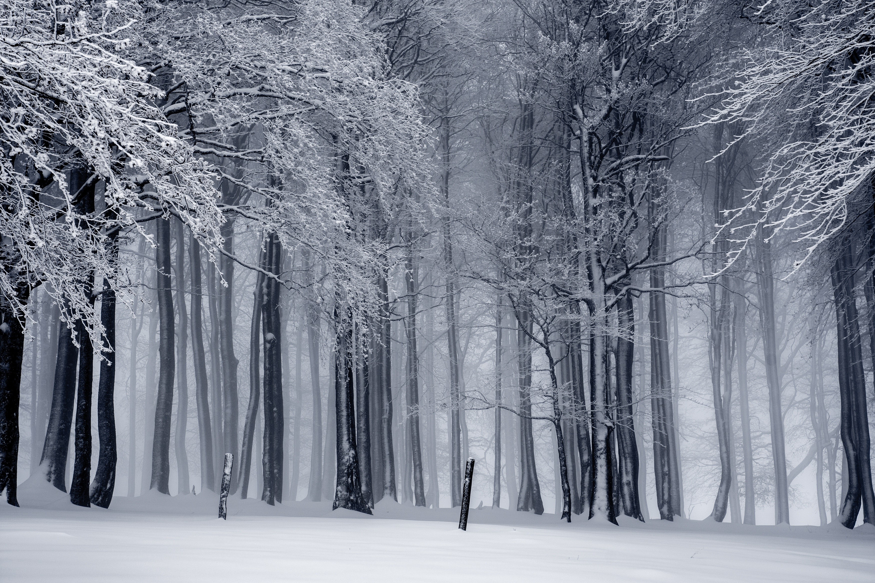 trees, snow, mist, monochrome, winter, HD Wallpaper
