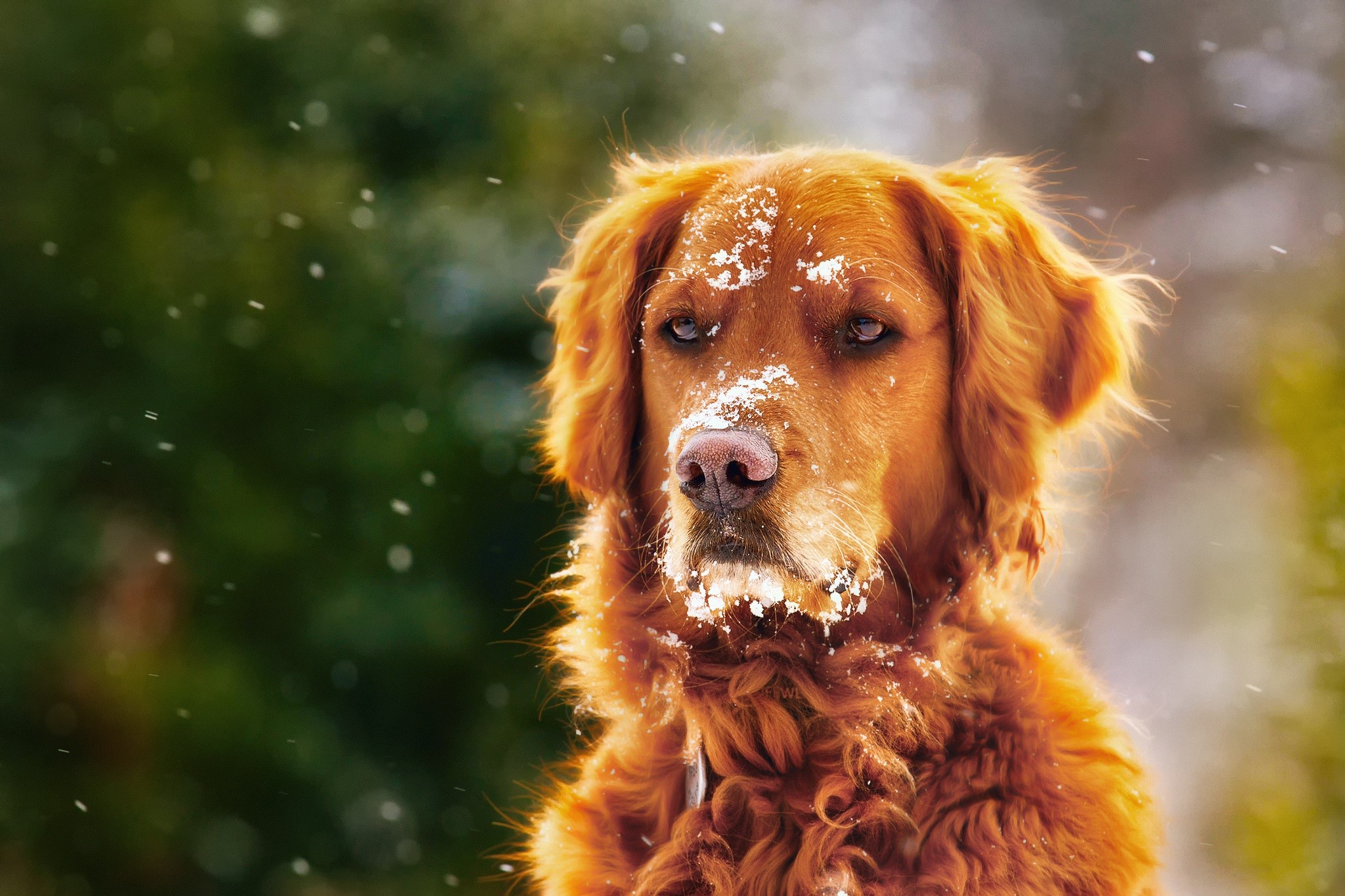 snow, dog, animals, HD Wallpaper