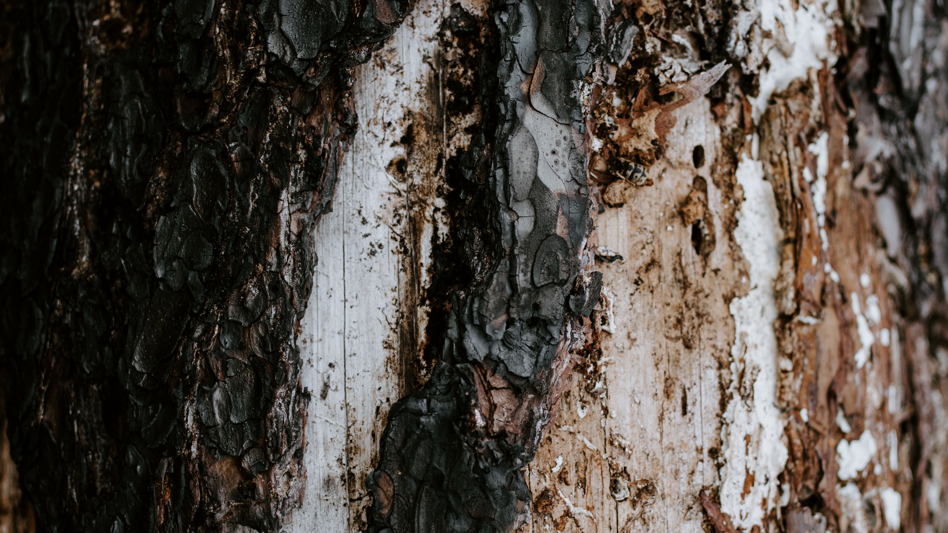 bark, tree, trunk, texture, 4k, HD Wallpaper