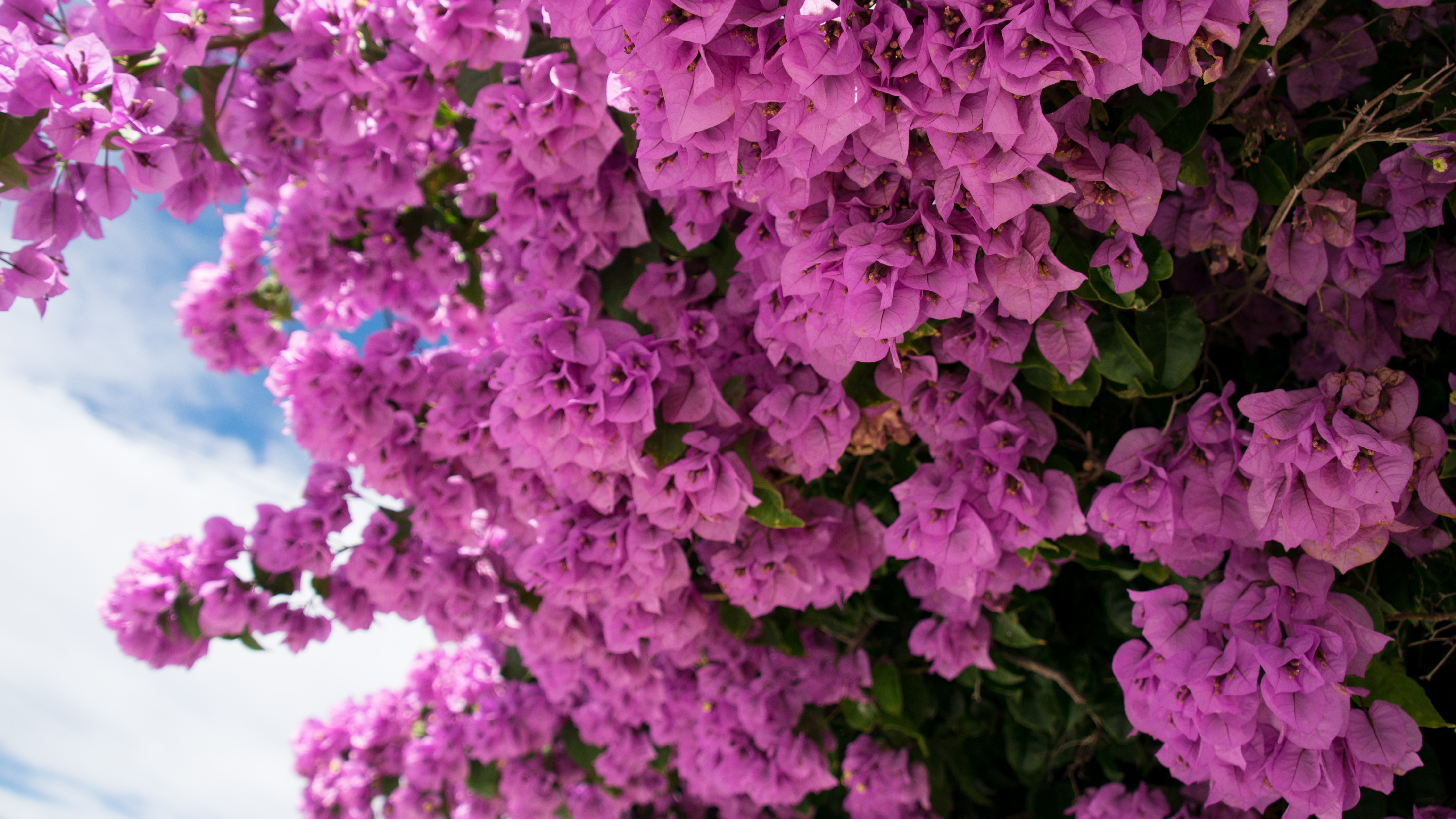 flowers, pink, nature, bougainvillea, HD Wallpaper