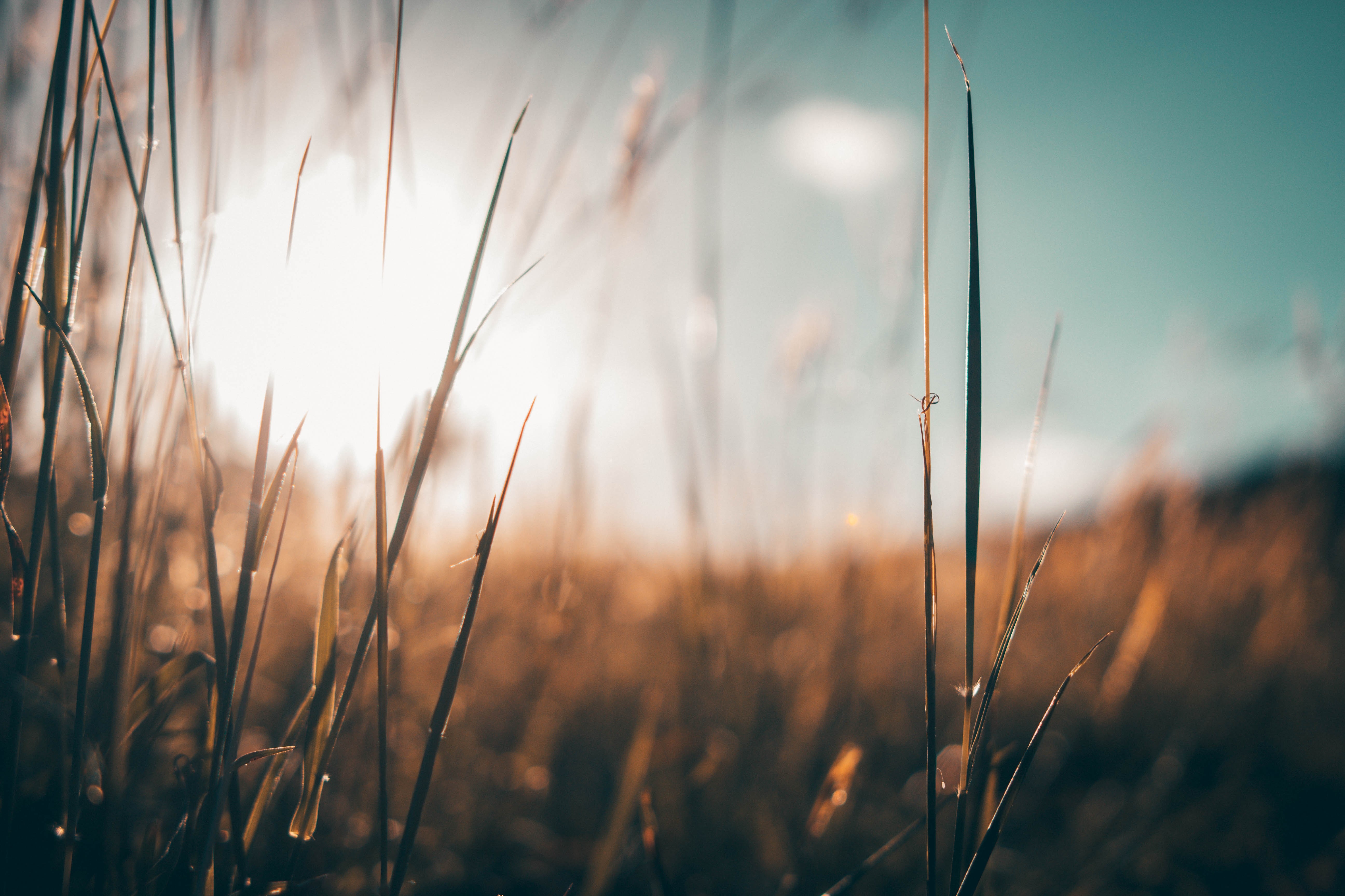 grass, plants, nature, sunlight, HD Wallpaper
