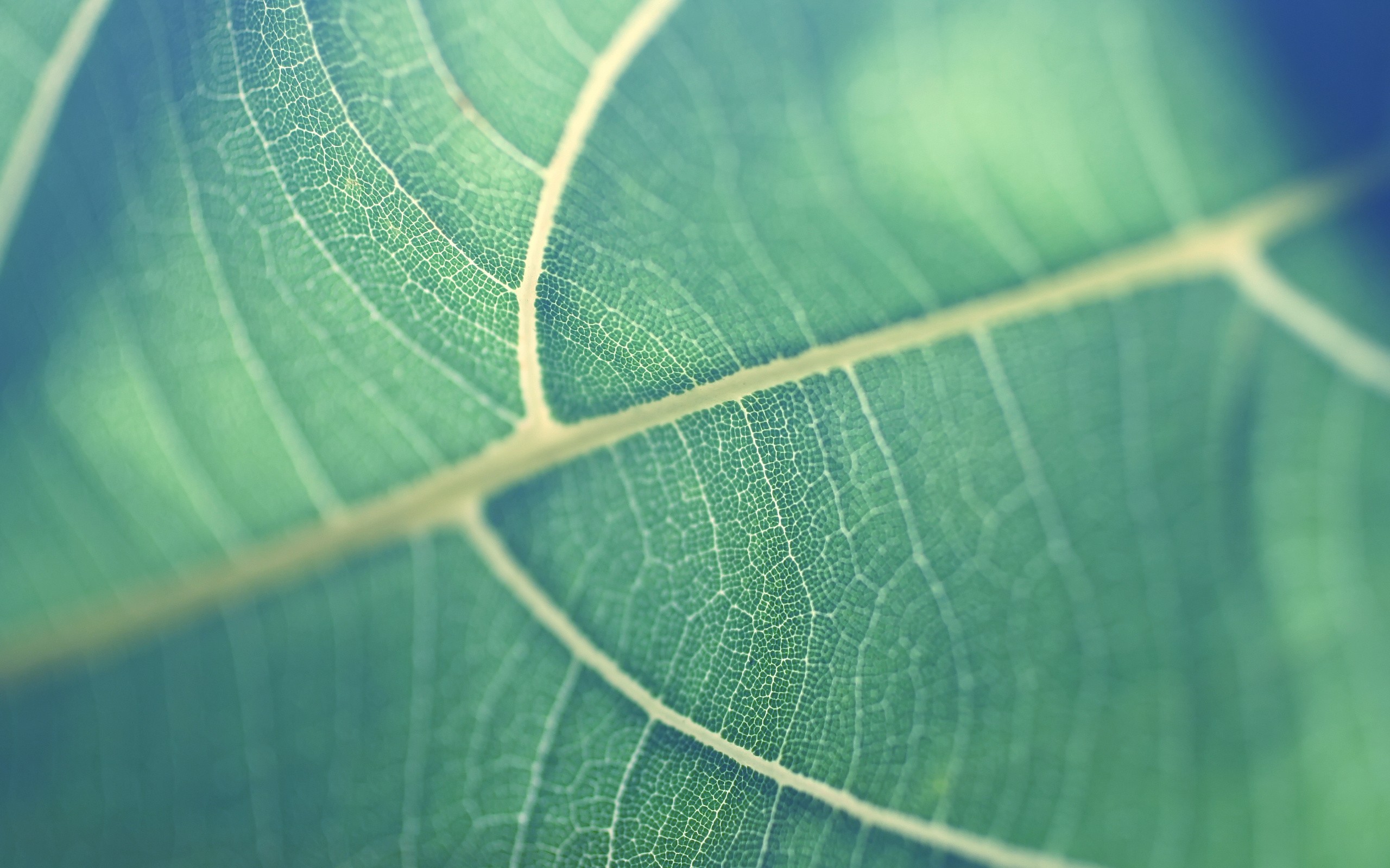 green, leaves, plants, macro, HD Wallpaper