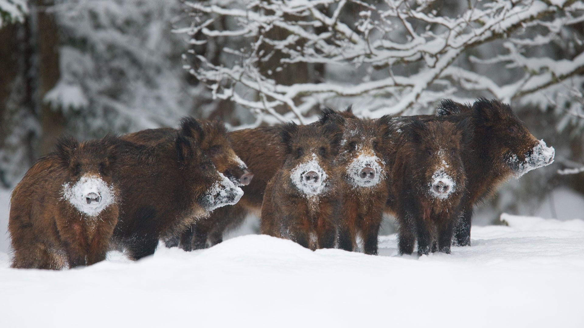 animals, winter, snow, pigs, HD Wallpaper