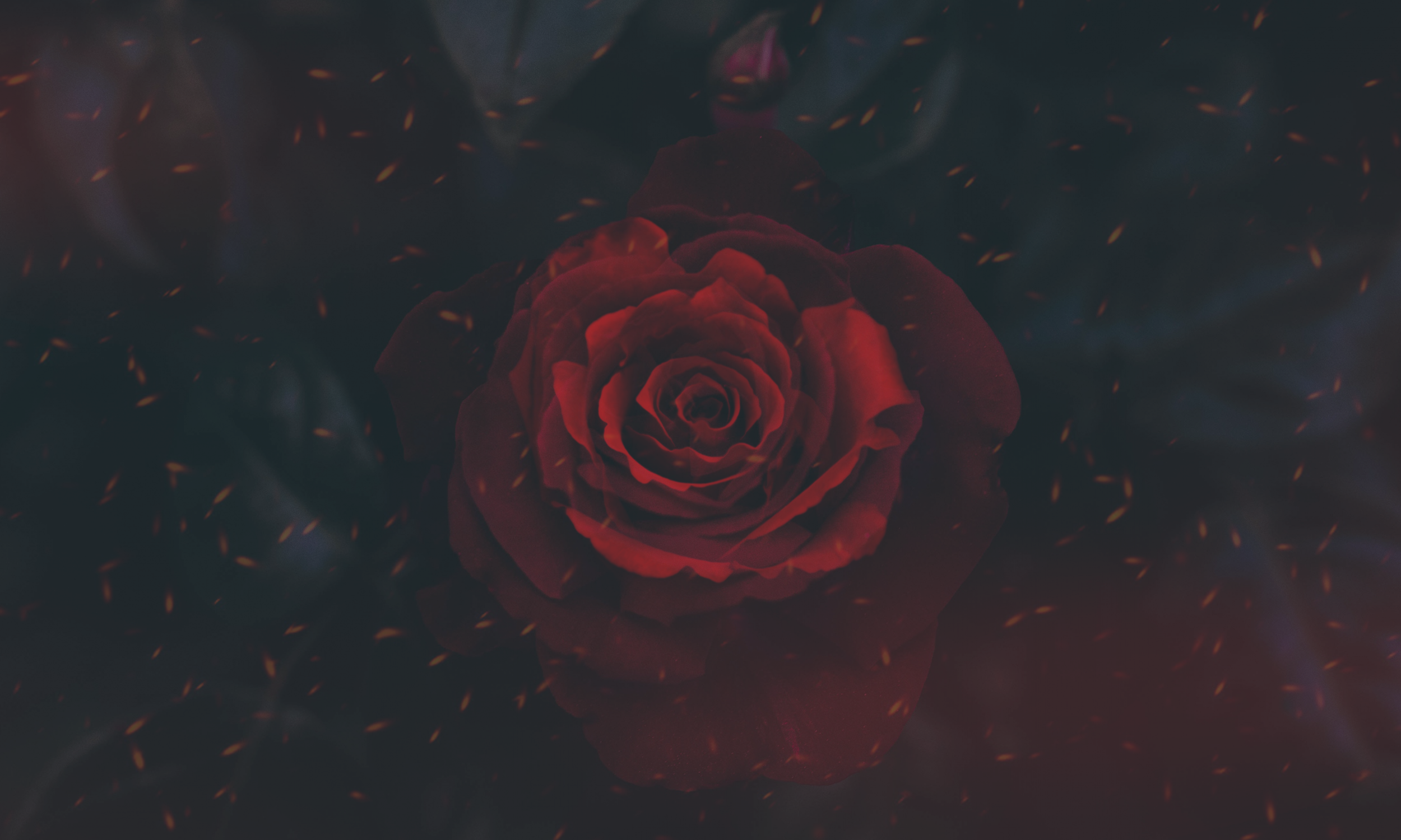rose, nature, digital art, artwork, red, red flowers, HD Wallpaper