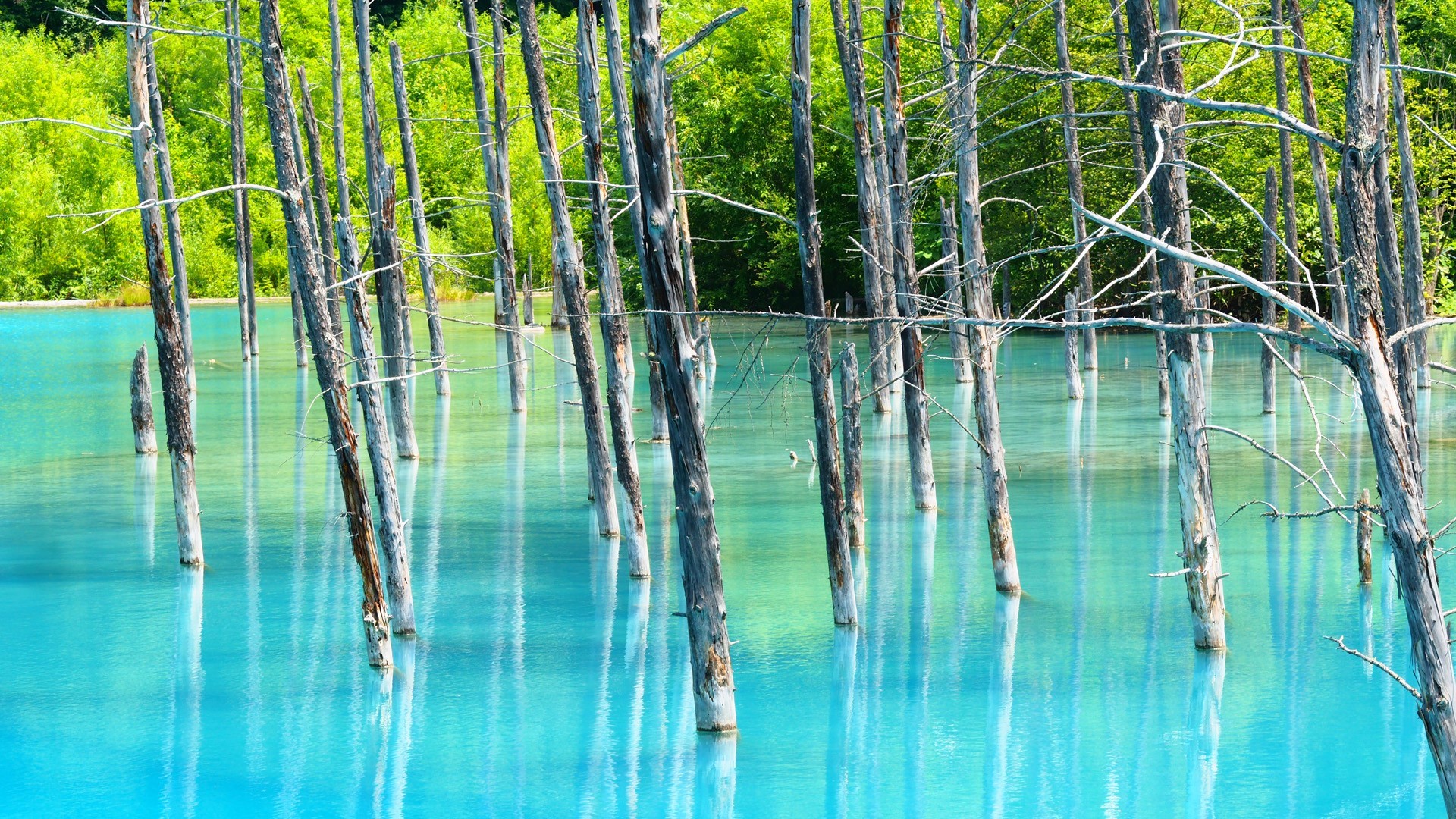 landscape, trees, water, dead trees, turquoise, daylight, HD Wallpaper
